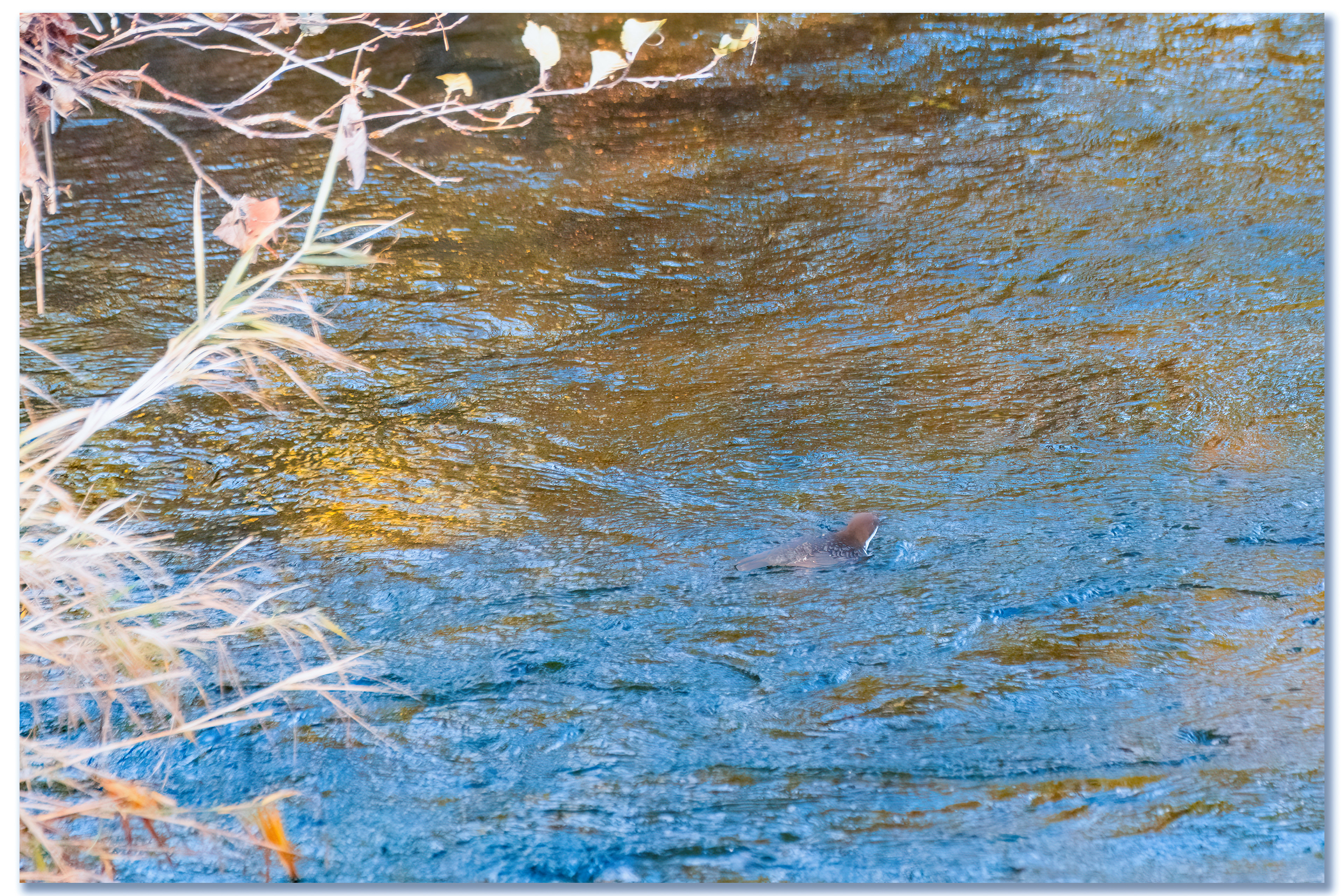 Cincle plongeur - Cinclus cinclus