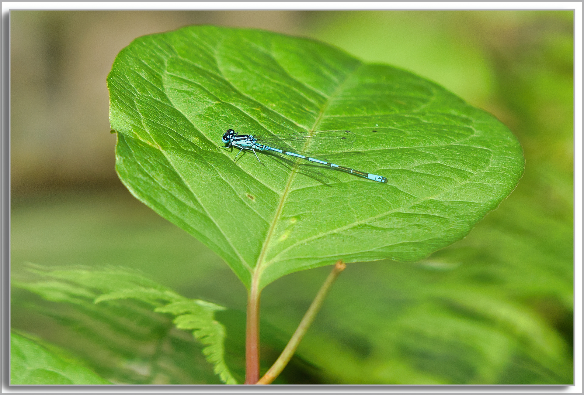 Agrion porte-coupe - Enallagma cyathigerum