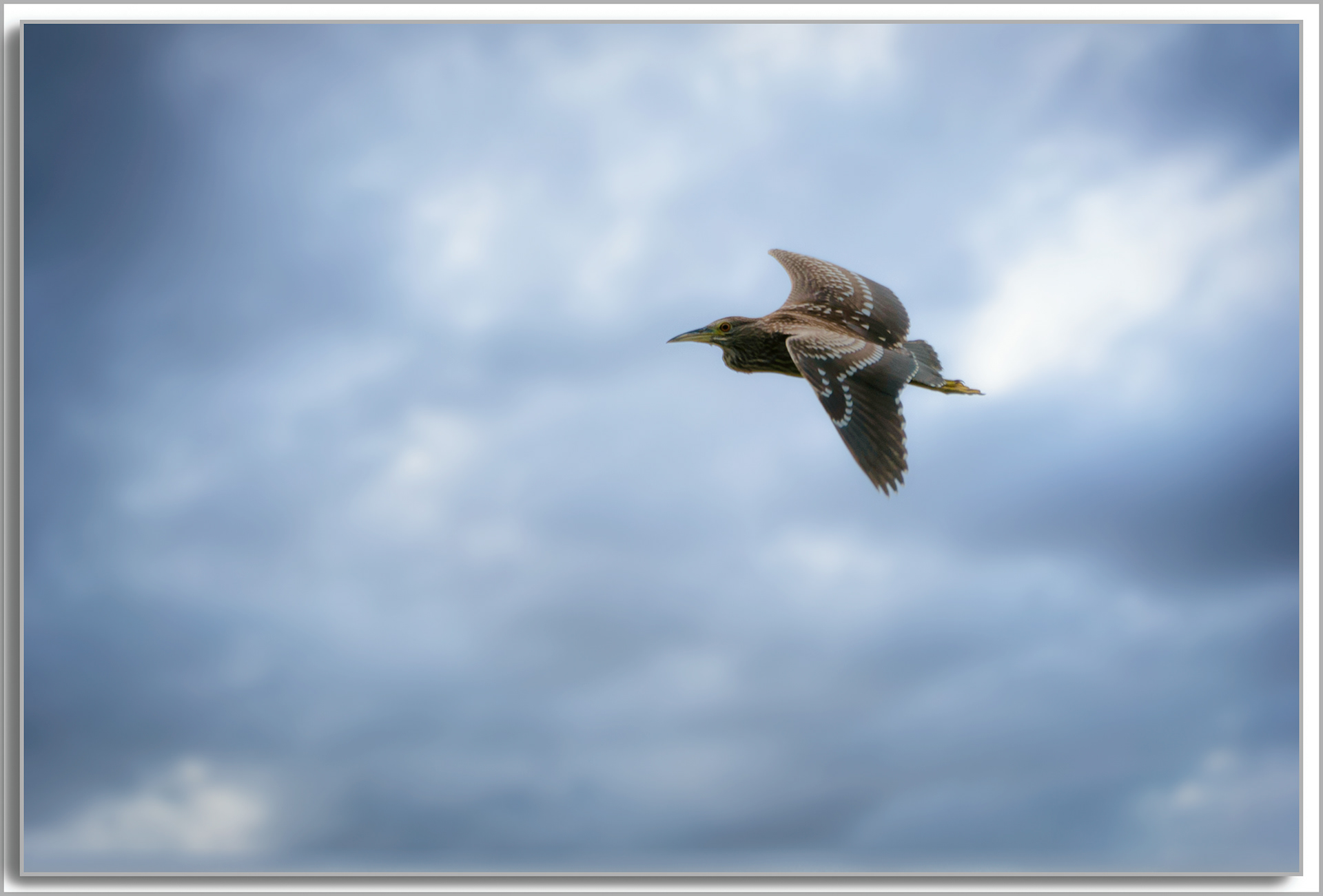 Bihoreau gris - Nycticorax nycticorax