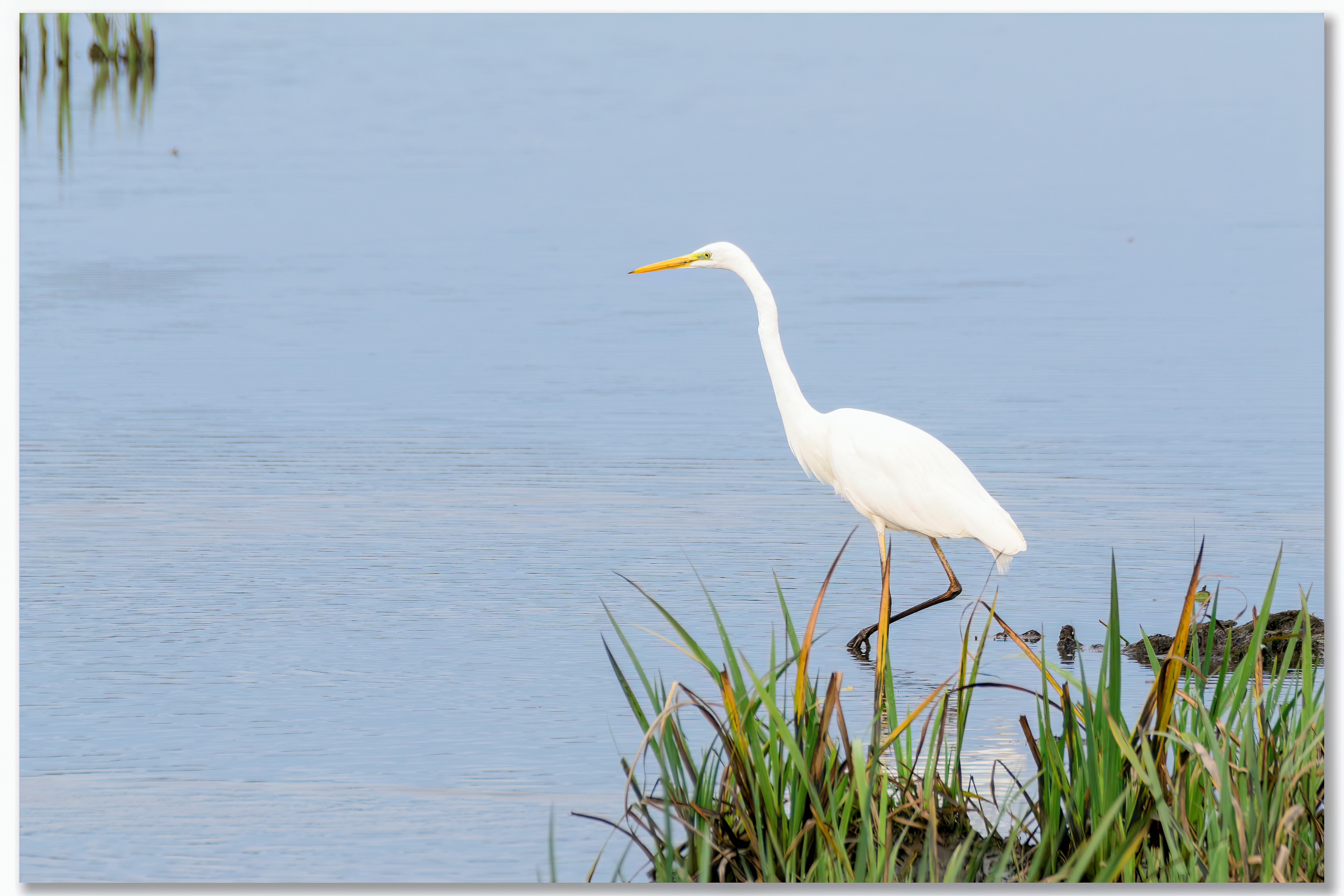 Grande aigrette - Ardea alba