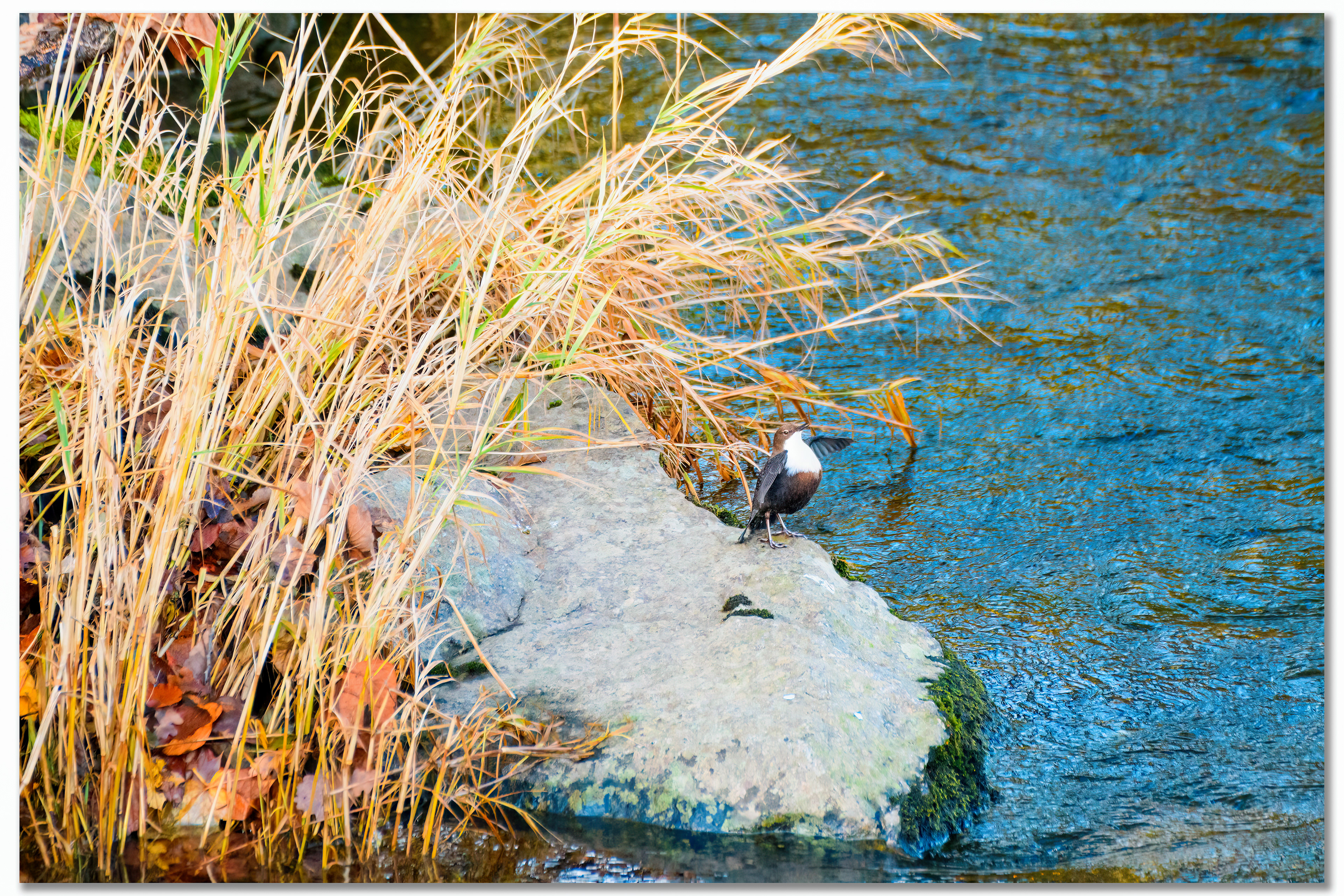 Cincle plongeur - Cinclus cinclus