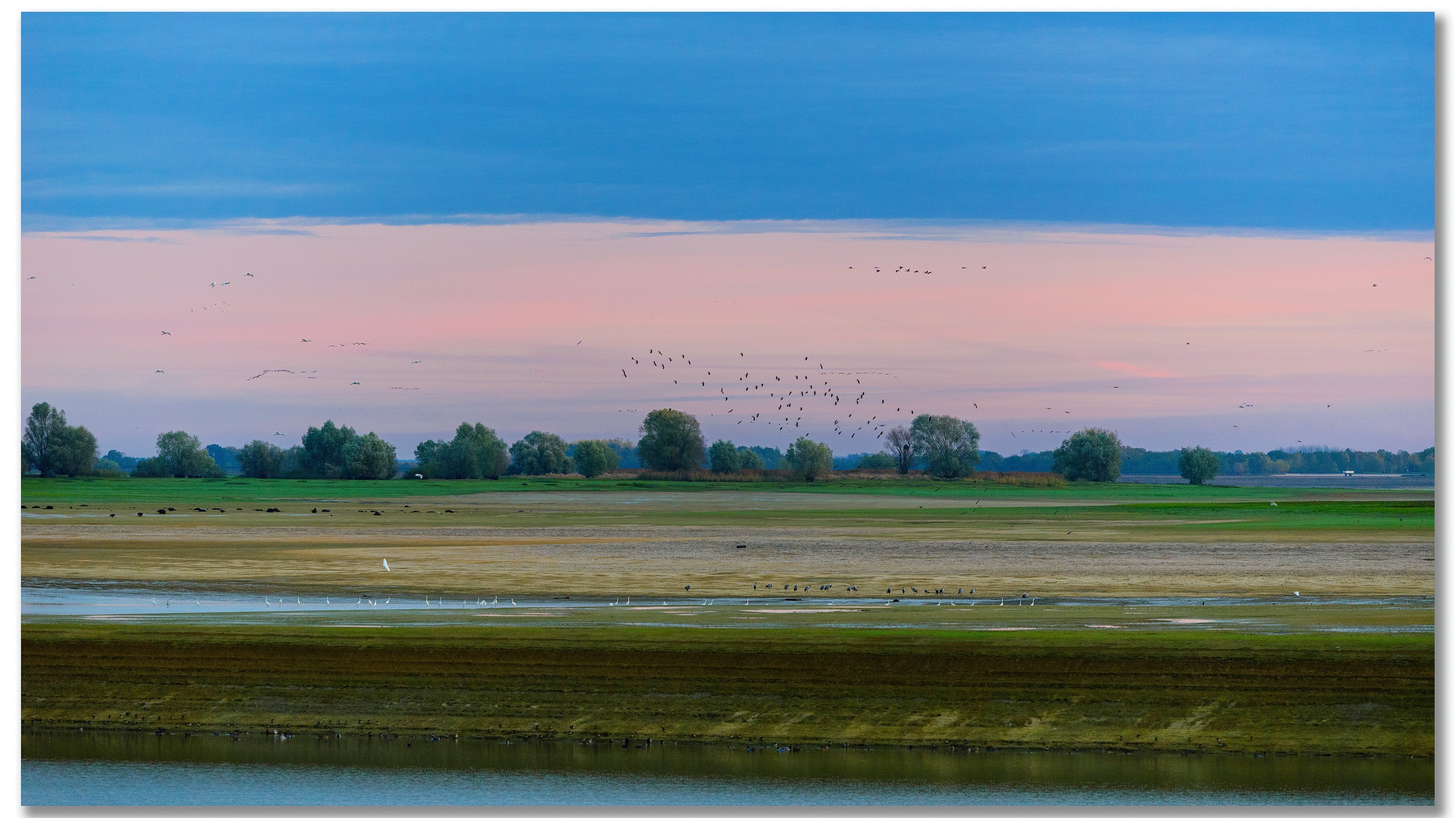 Grue cendrée - Grus grus