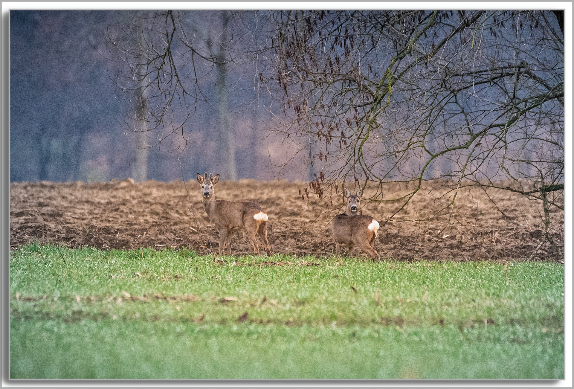 Chevreuil - Capreolus capreolus
