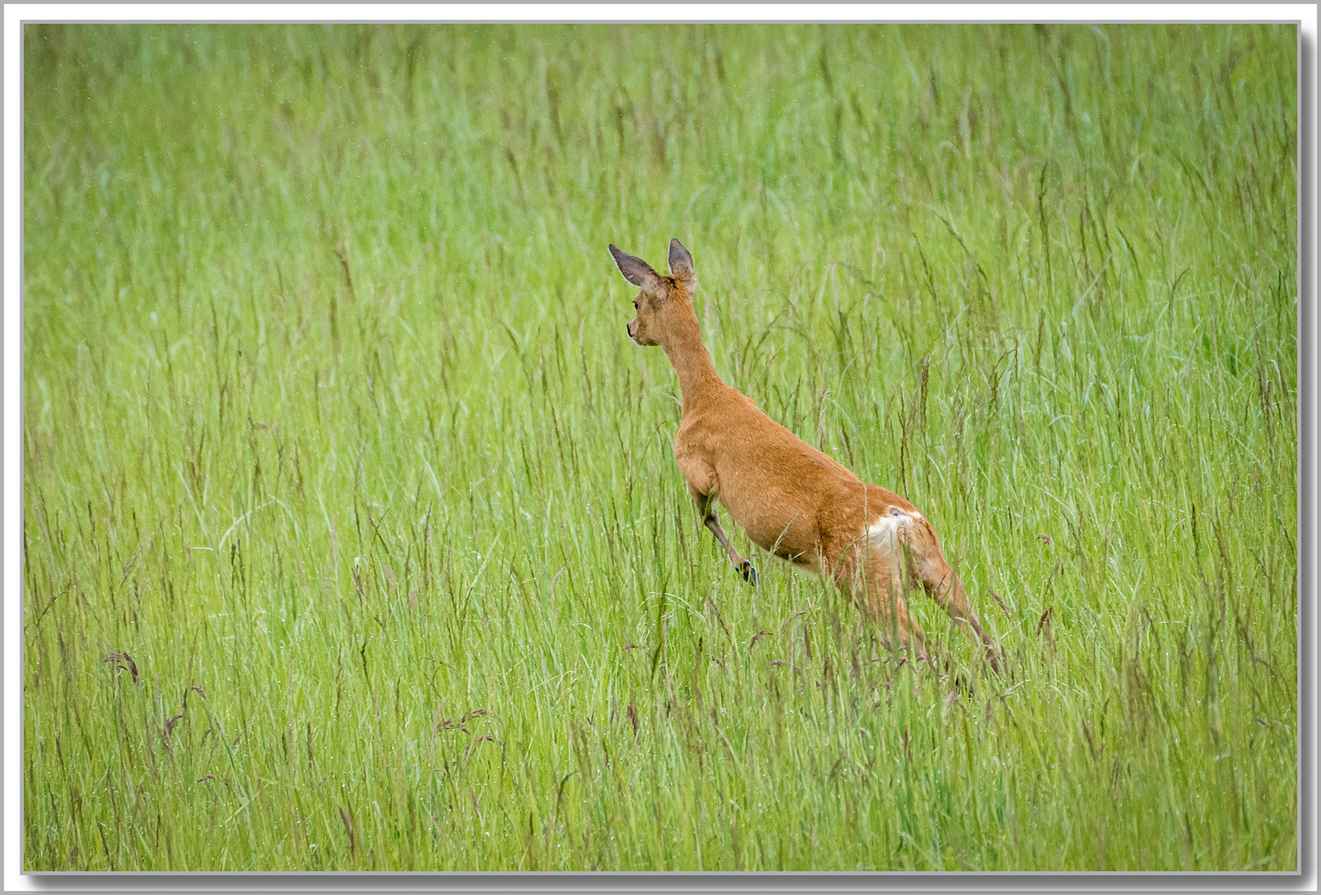 Chevreuil - Capreolus capreolus