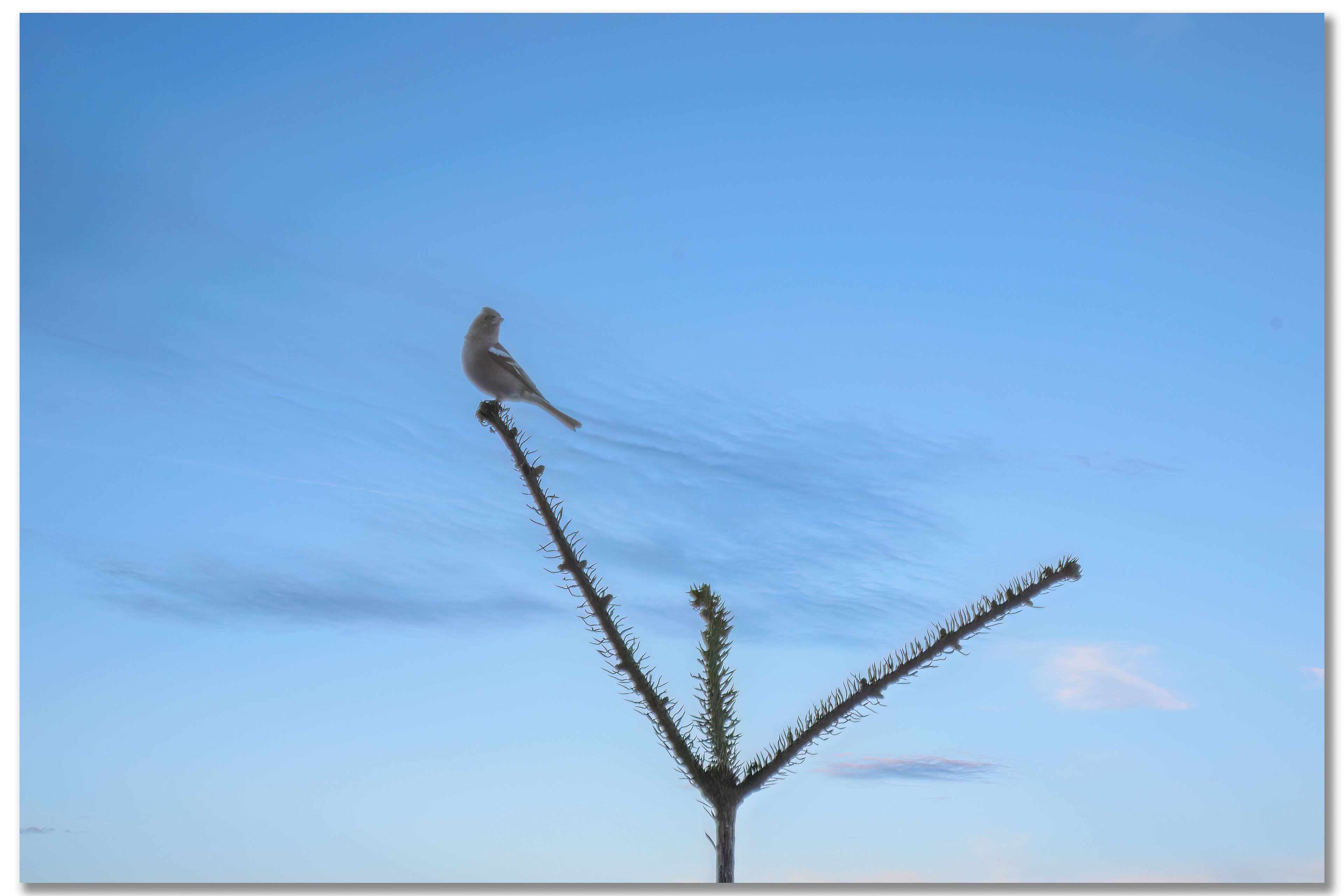 Pinson des arbres - Fringilla Coelebs