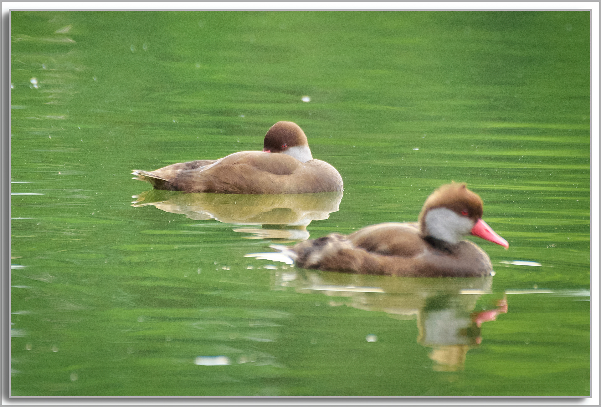 Nette rousse - Netta rufina