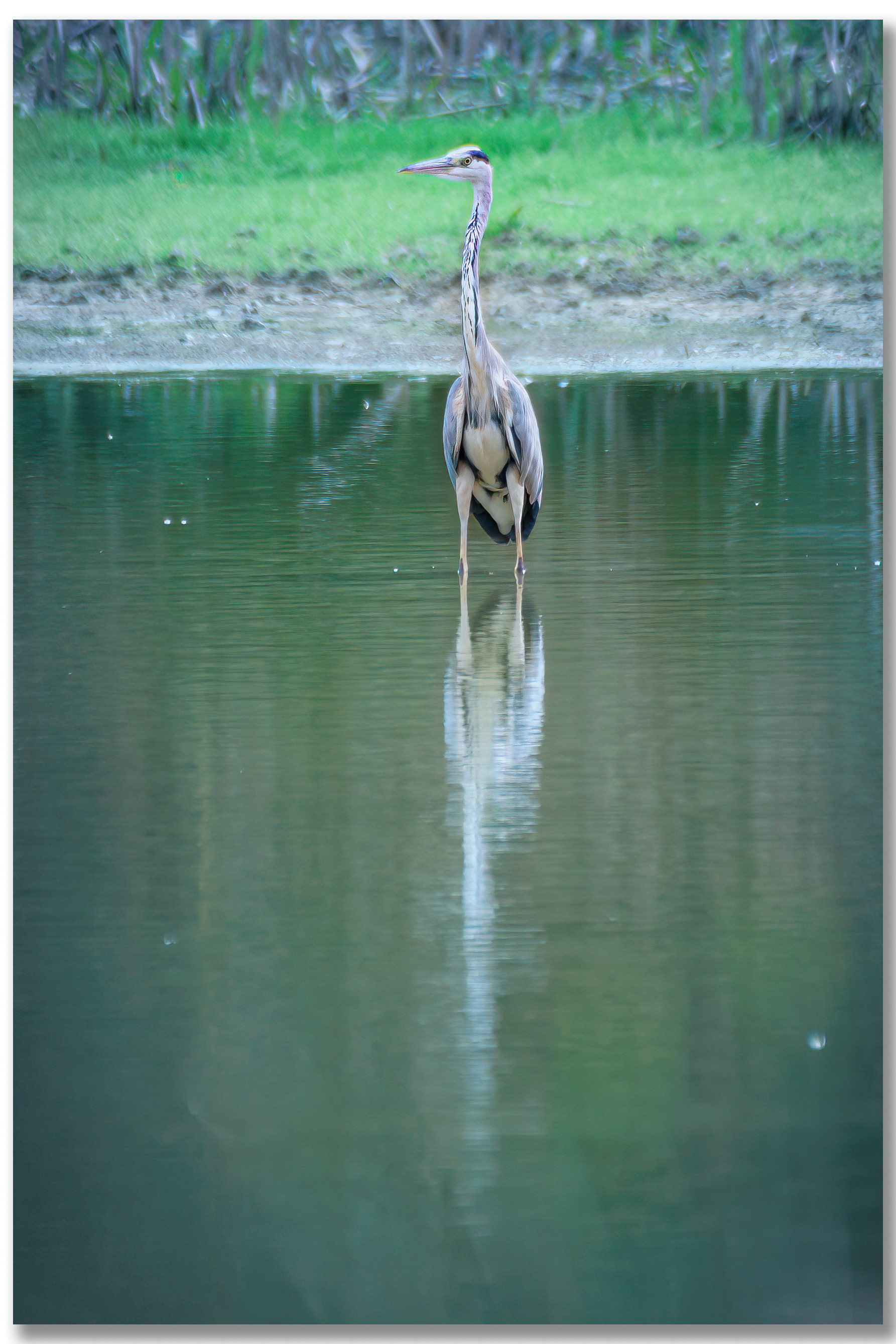 Héron cendré - Ardea Cinerea