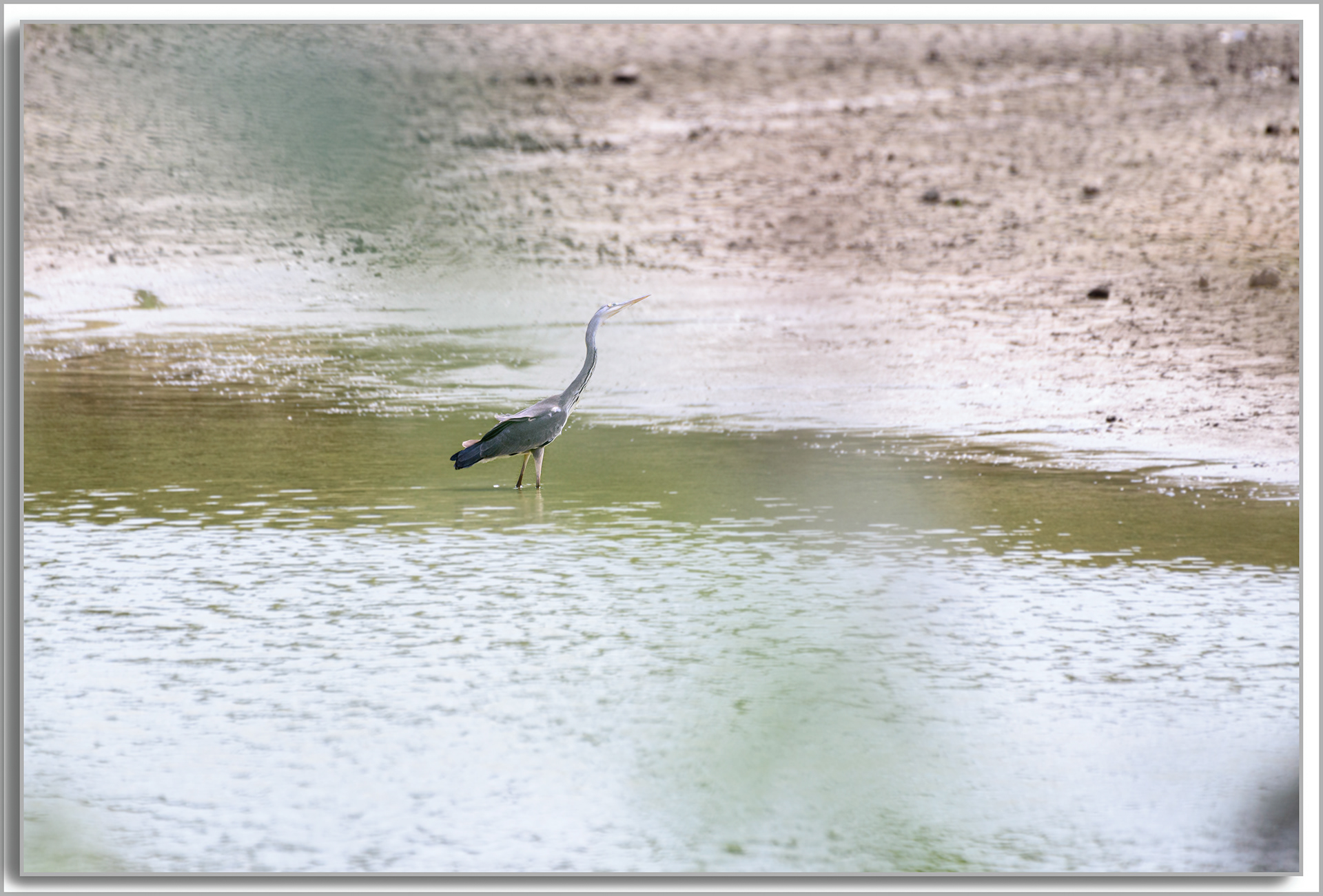 Héron cendré - Ardea Cinerea