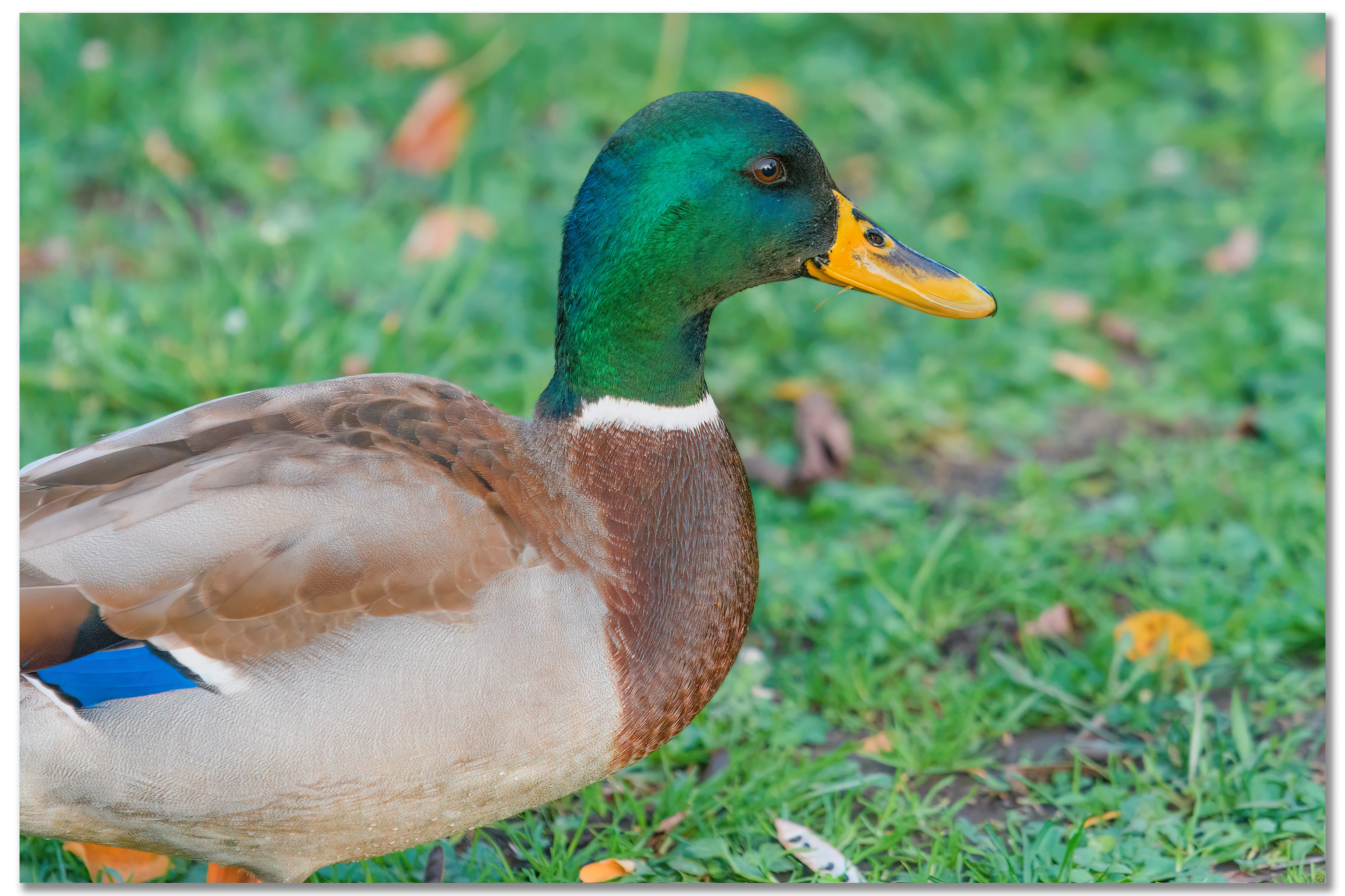 Canard Colvert - Anas platyrhynchos