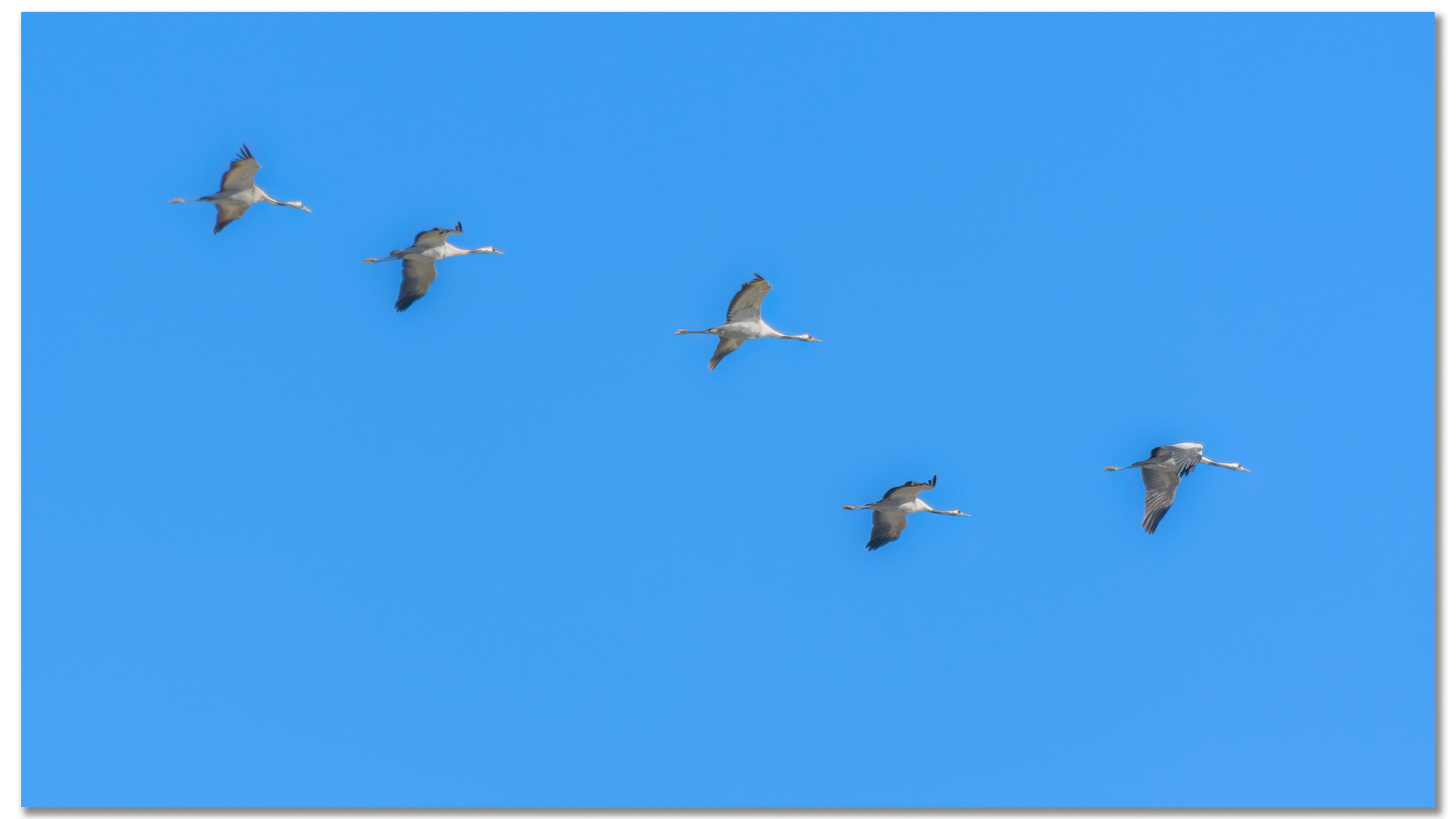 Grue cendrée - Grus grus