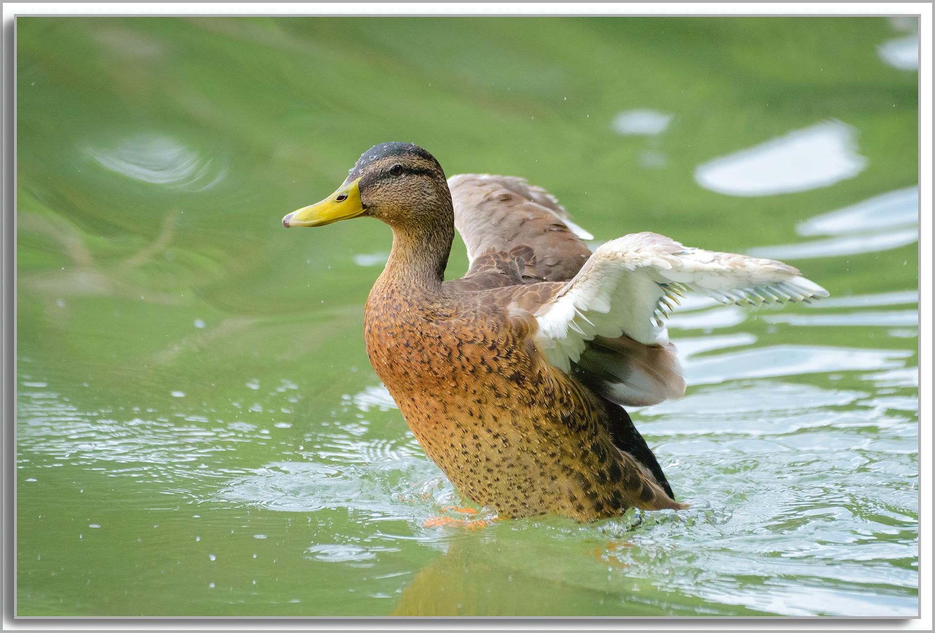 Canard Colvert - Anas platyrhynchos