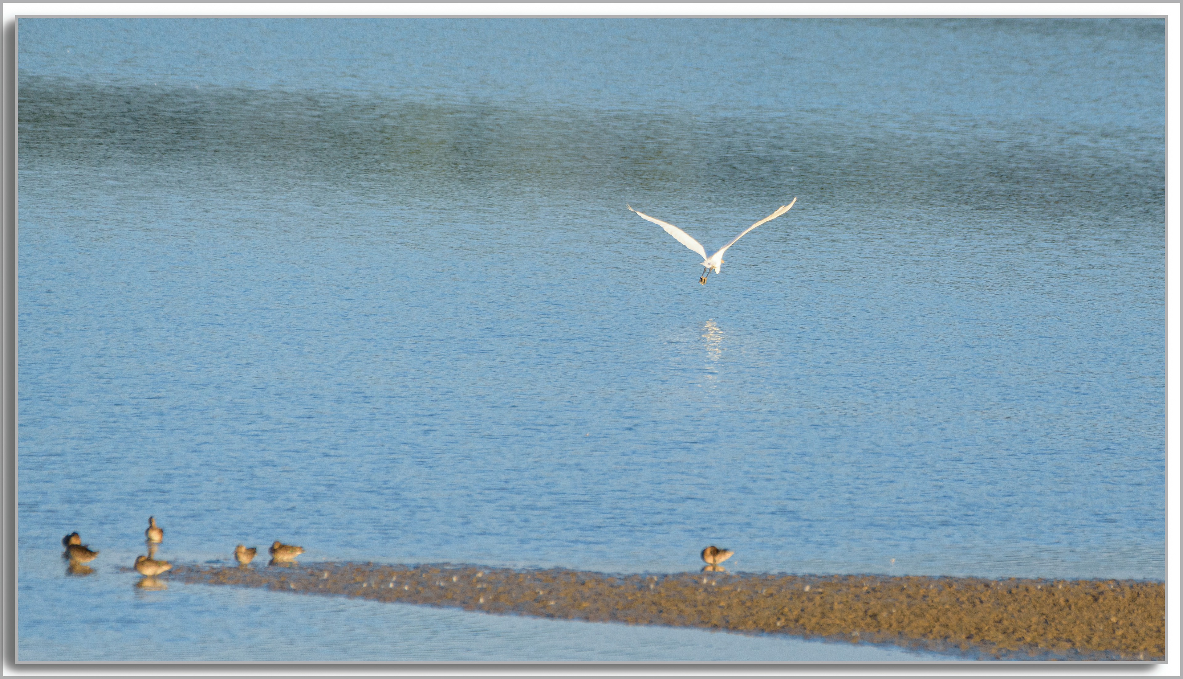 Grande Aigrette - Ardea Alba