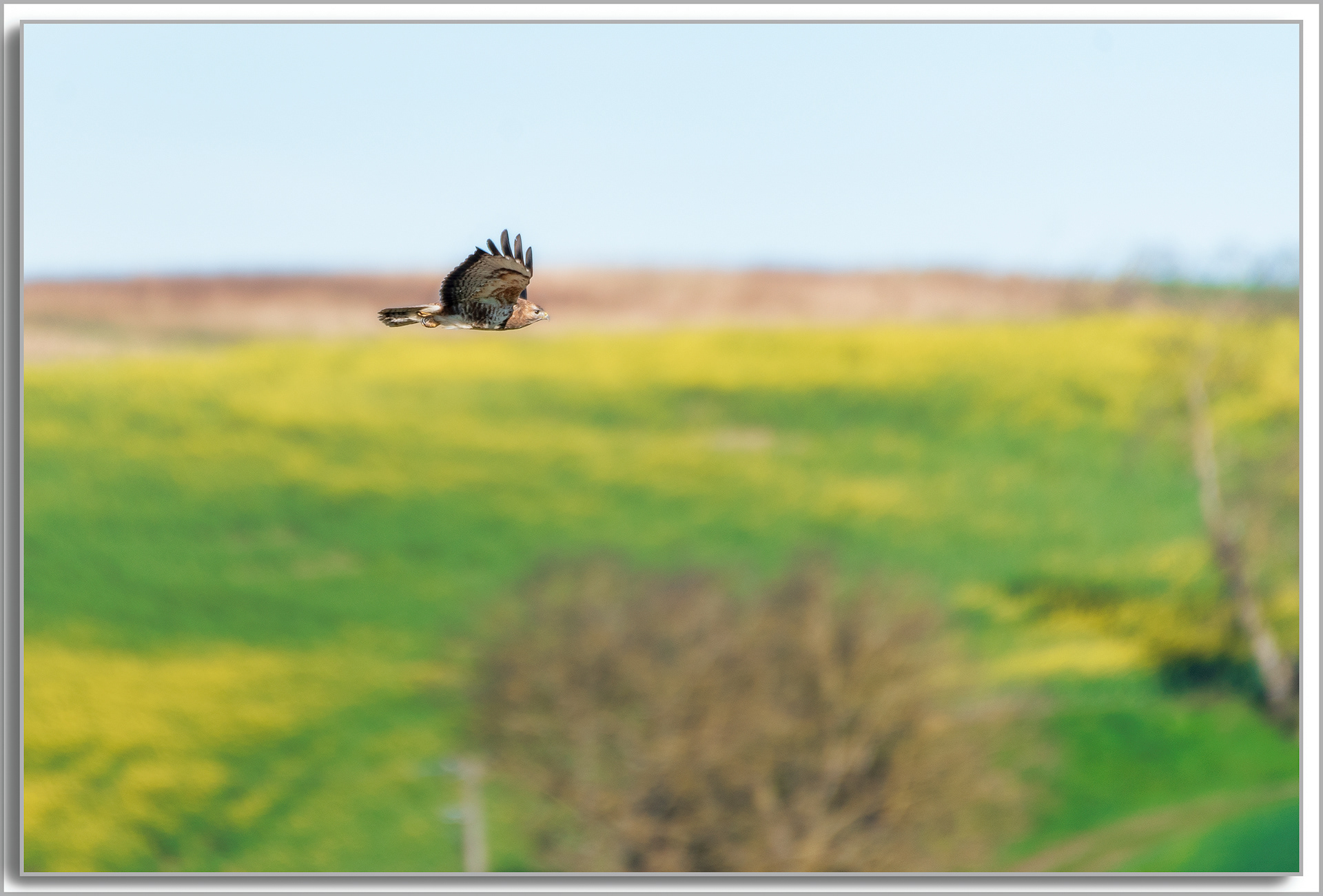 Buse variable - Buteo Buteo