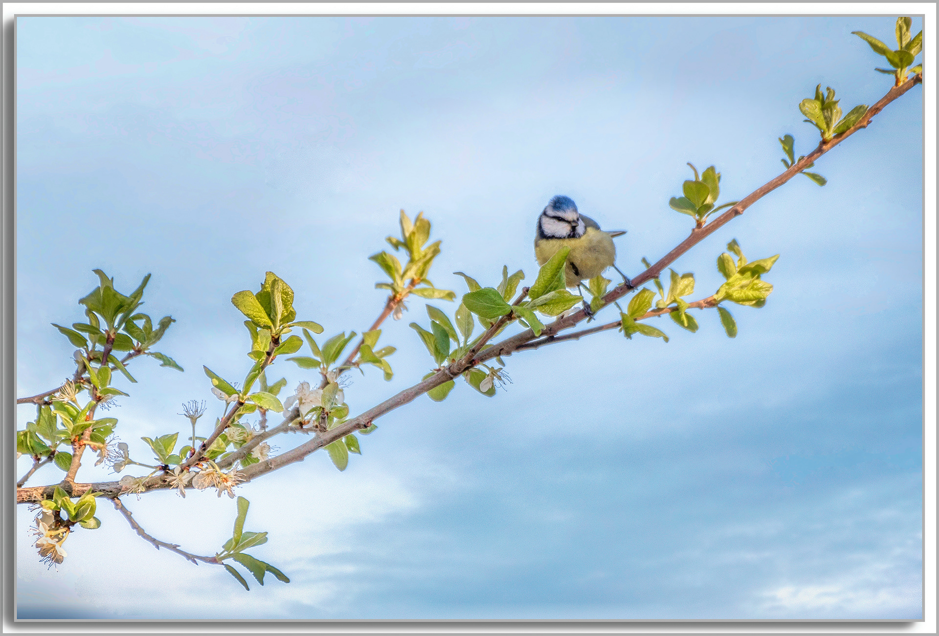 Mésange bleue - Cyanistes Caeruleus