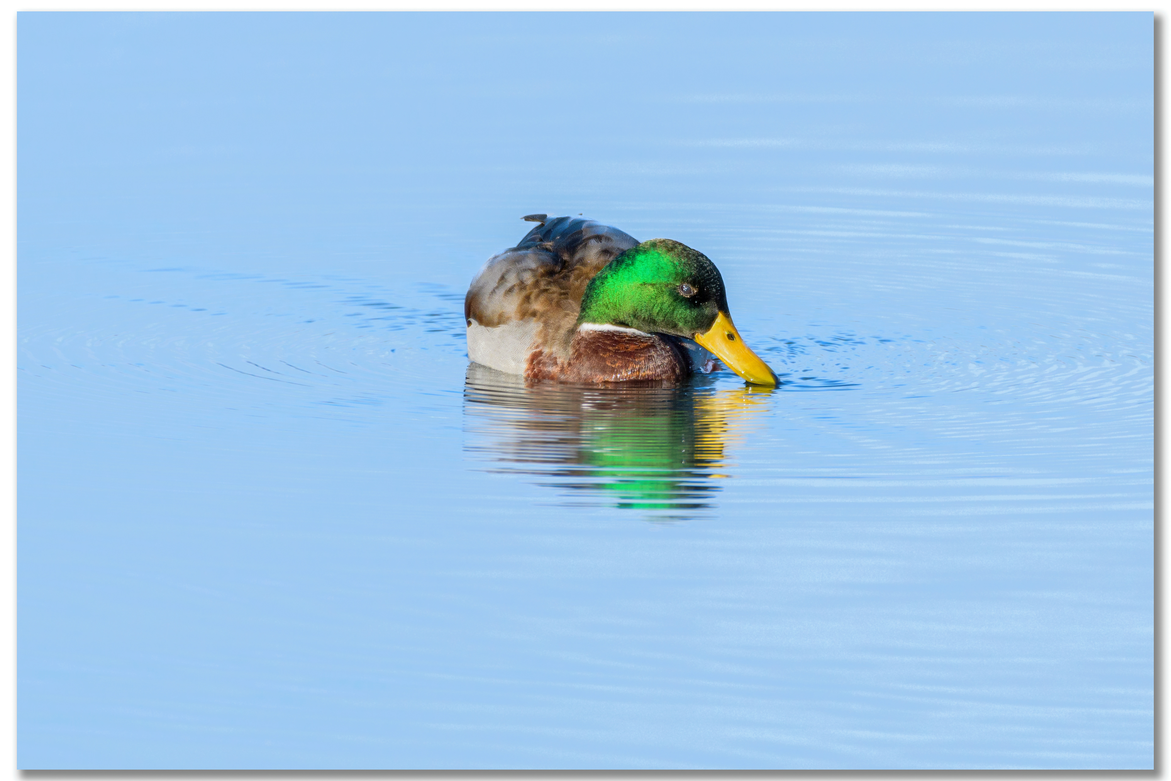 Canard Colvert - Anas platyrhynchos mâle
