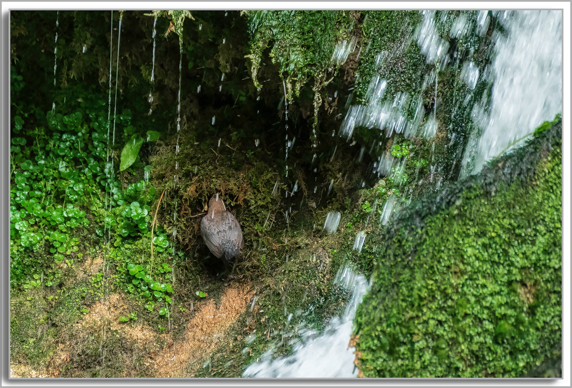 Cincle plongeur - Cinclus cinclus
