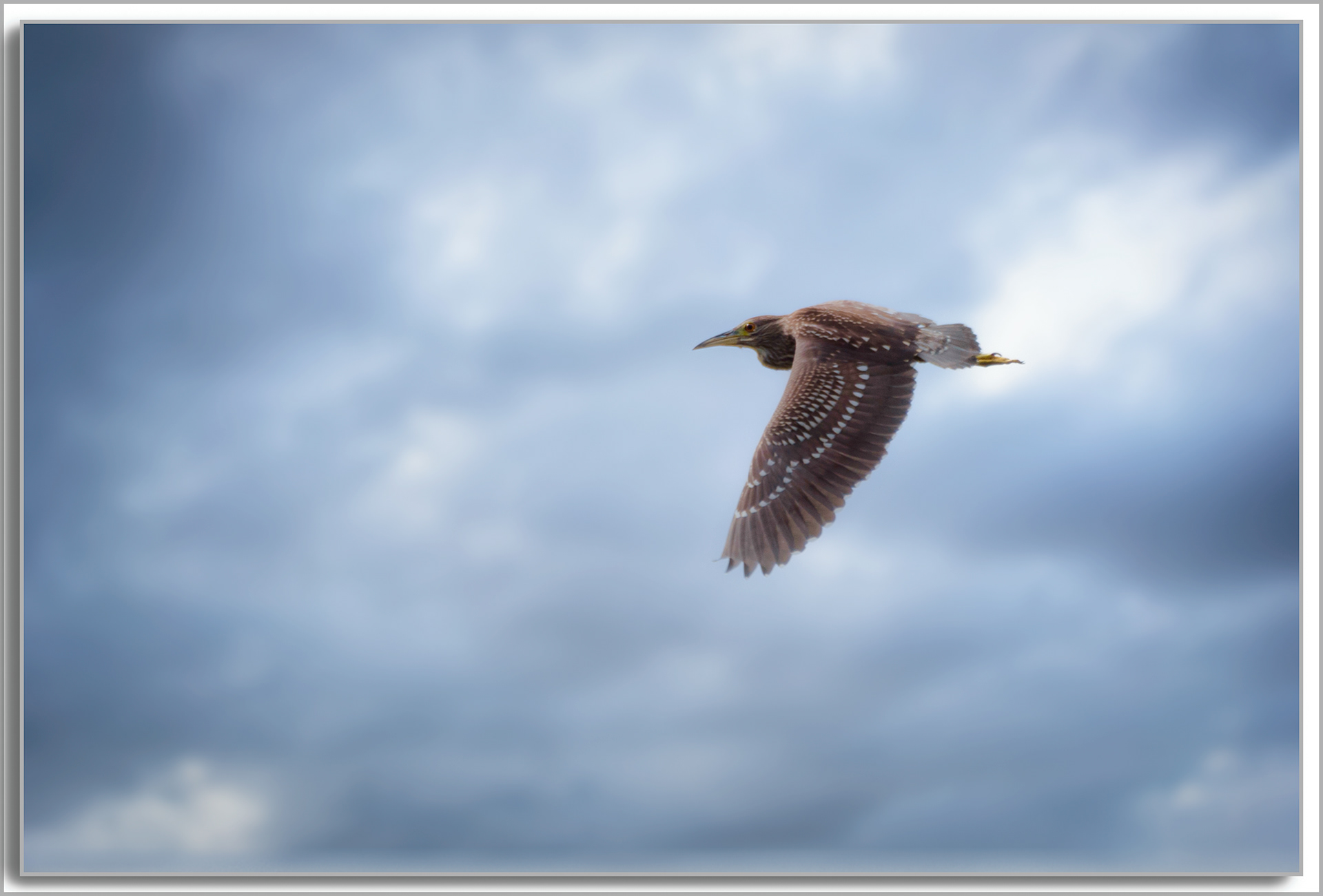 Bihoreau gris - Nycticorax nycticorax