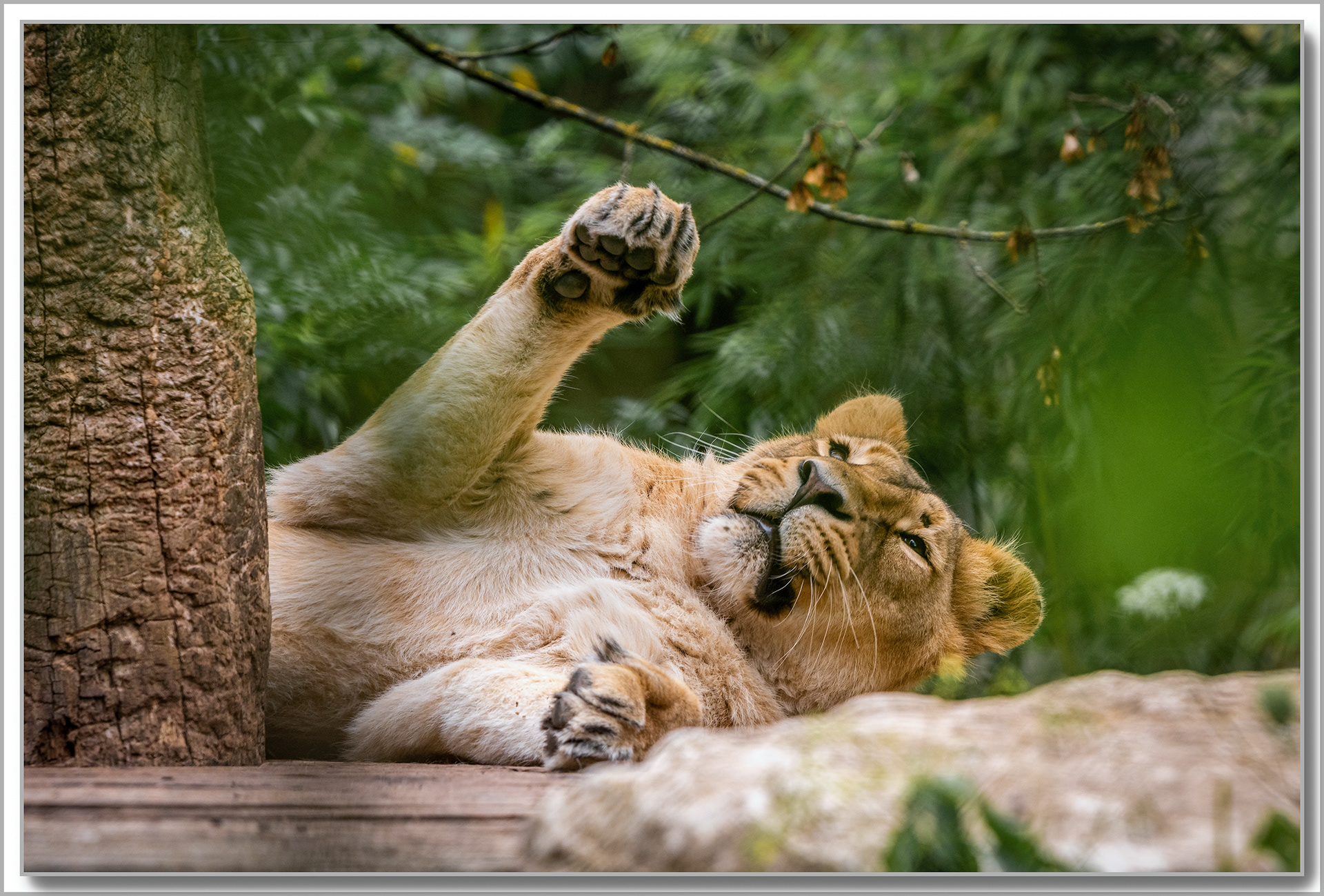 Lion - Panthera leo