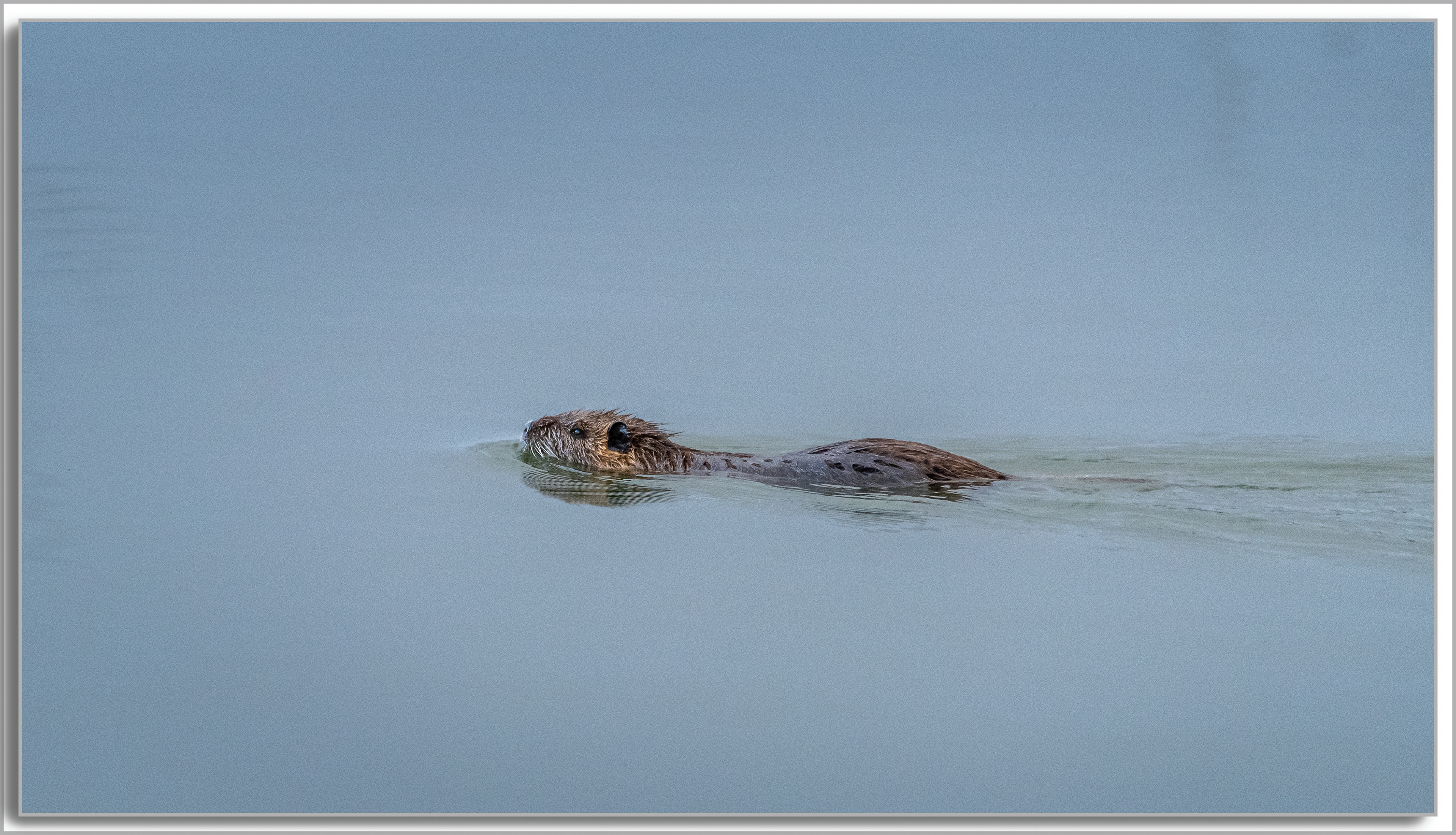 Ragondin - Myocastor Coypus