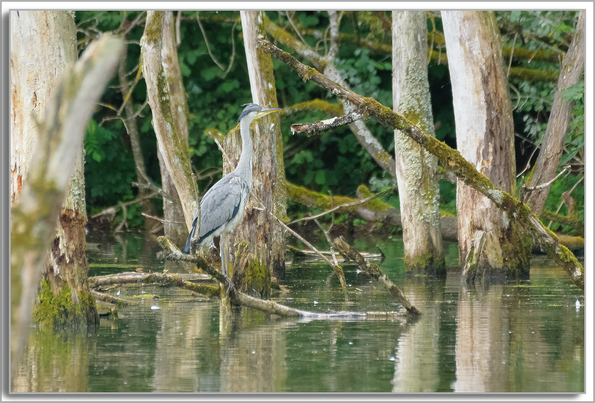 Héron cendré - Ardea Cinerea