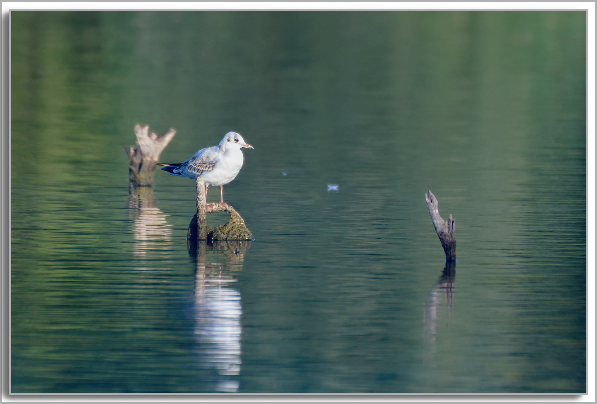 Mouette rieuse - Chroicocephalus ridibundus