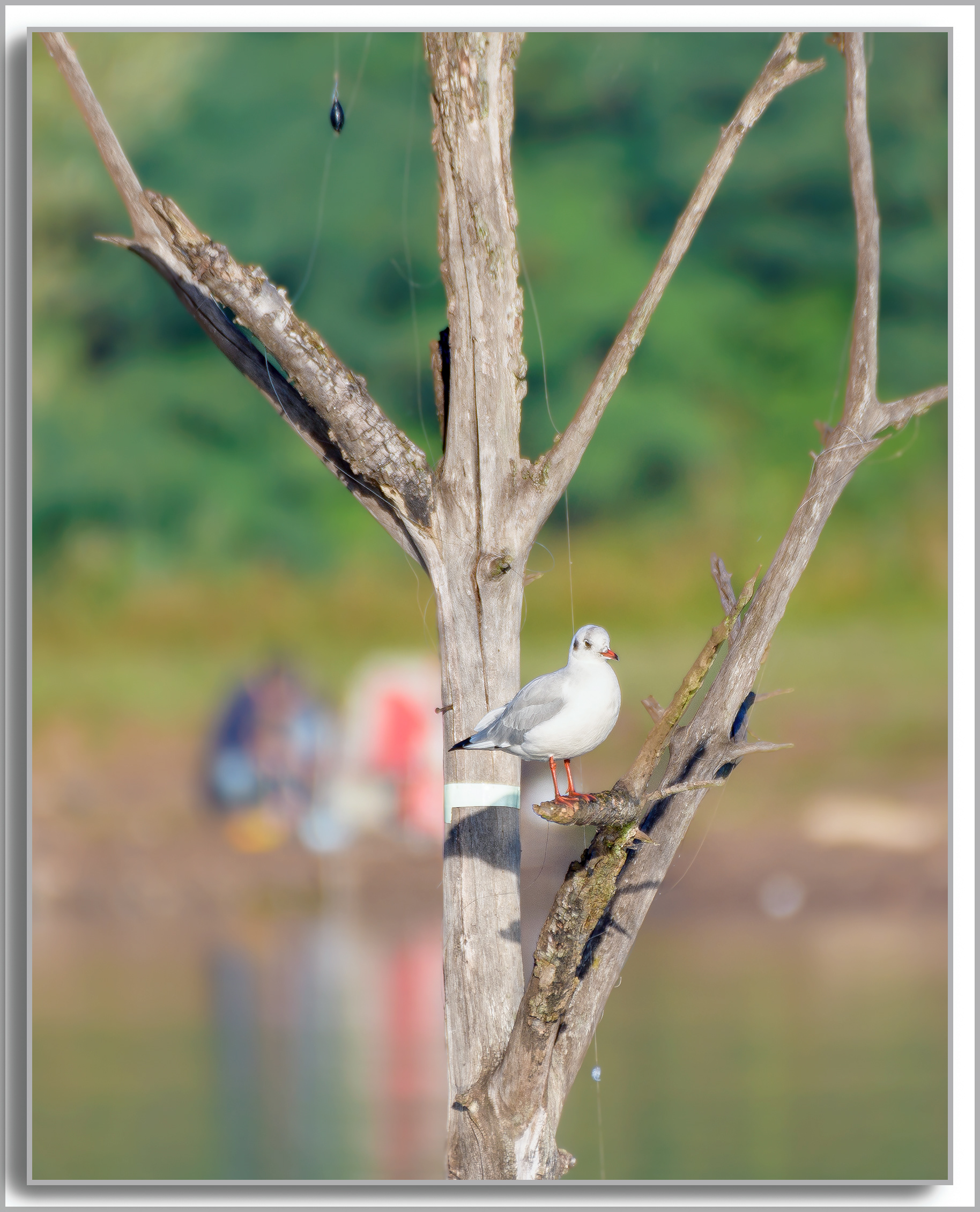 Mouette rieuse - Chroicocephalus ridibundus