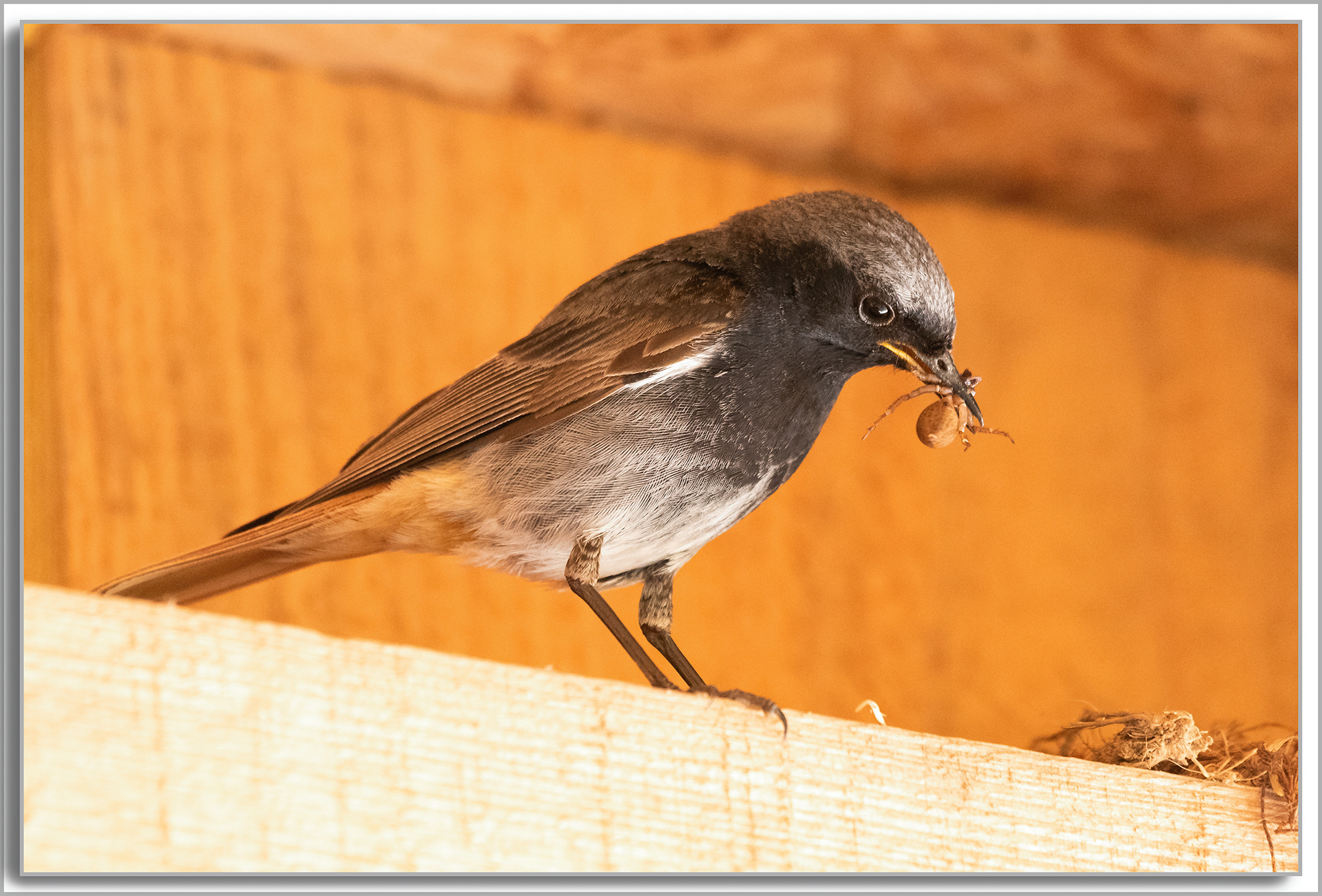 Rougequeue noir - Phoenicurus Ochruros