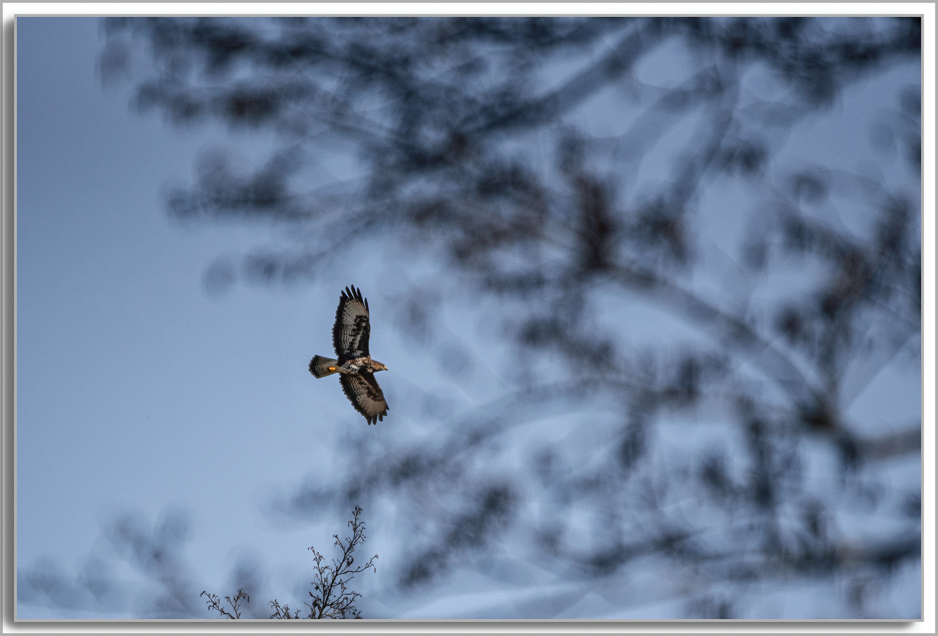 Buse variable - Buteo buteo