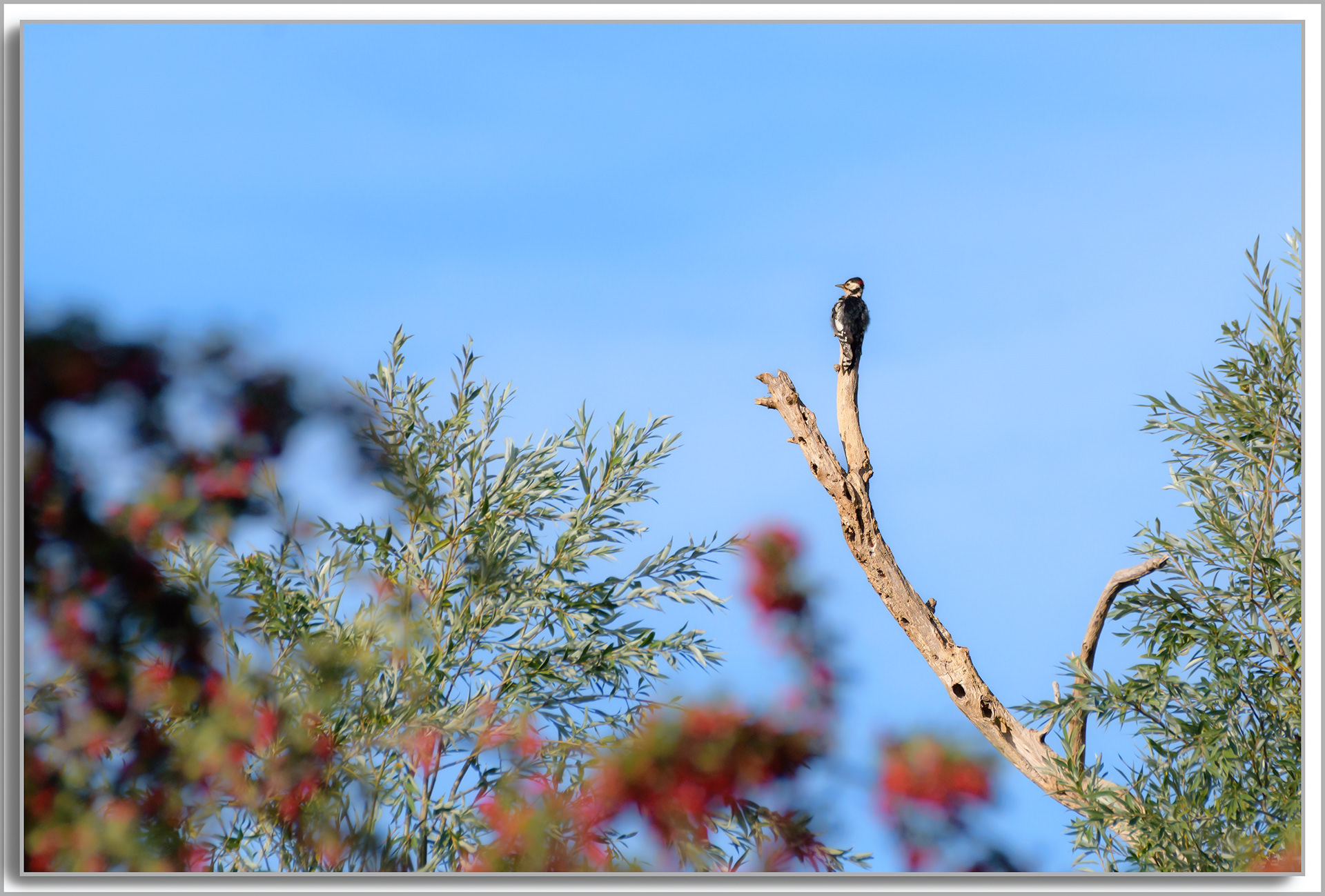Pic épeiche - Dendrocopos major