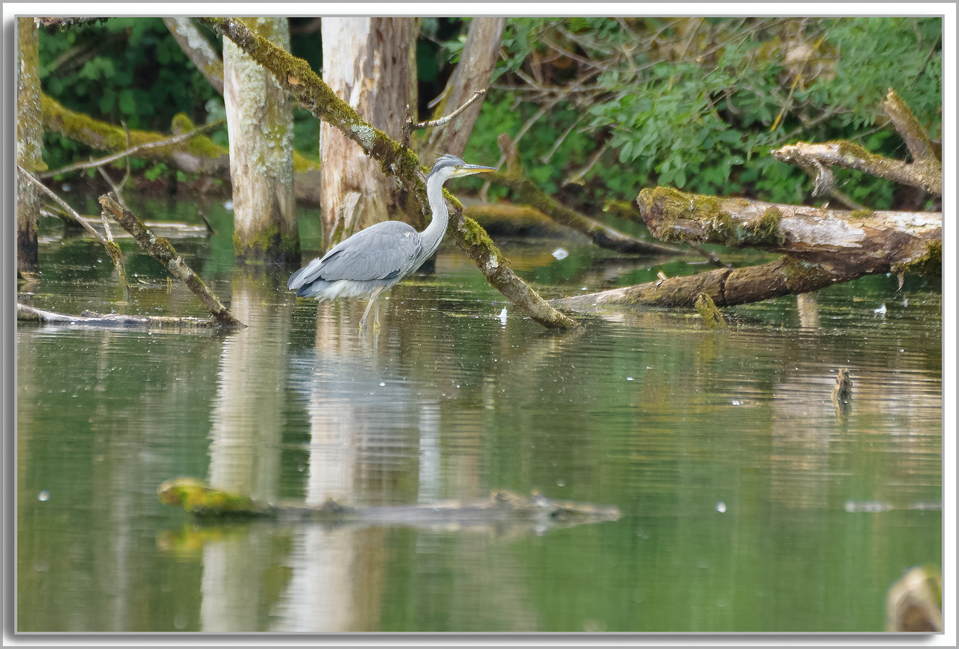 Héron cendré - Ardea Cinerea