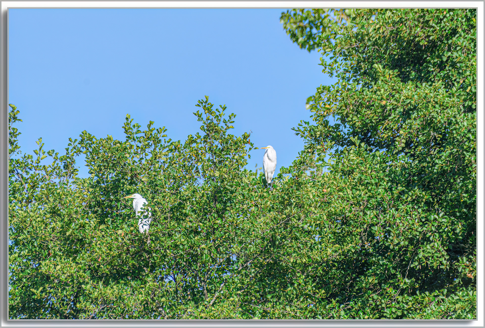 Grande Aigrette - Ardea Alba