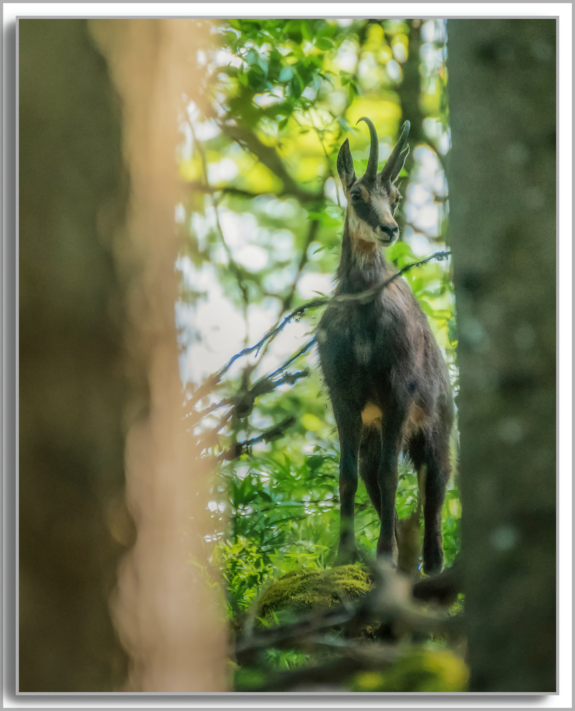 Chamois - Rupicapra rupicapra