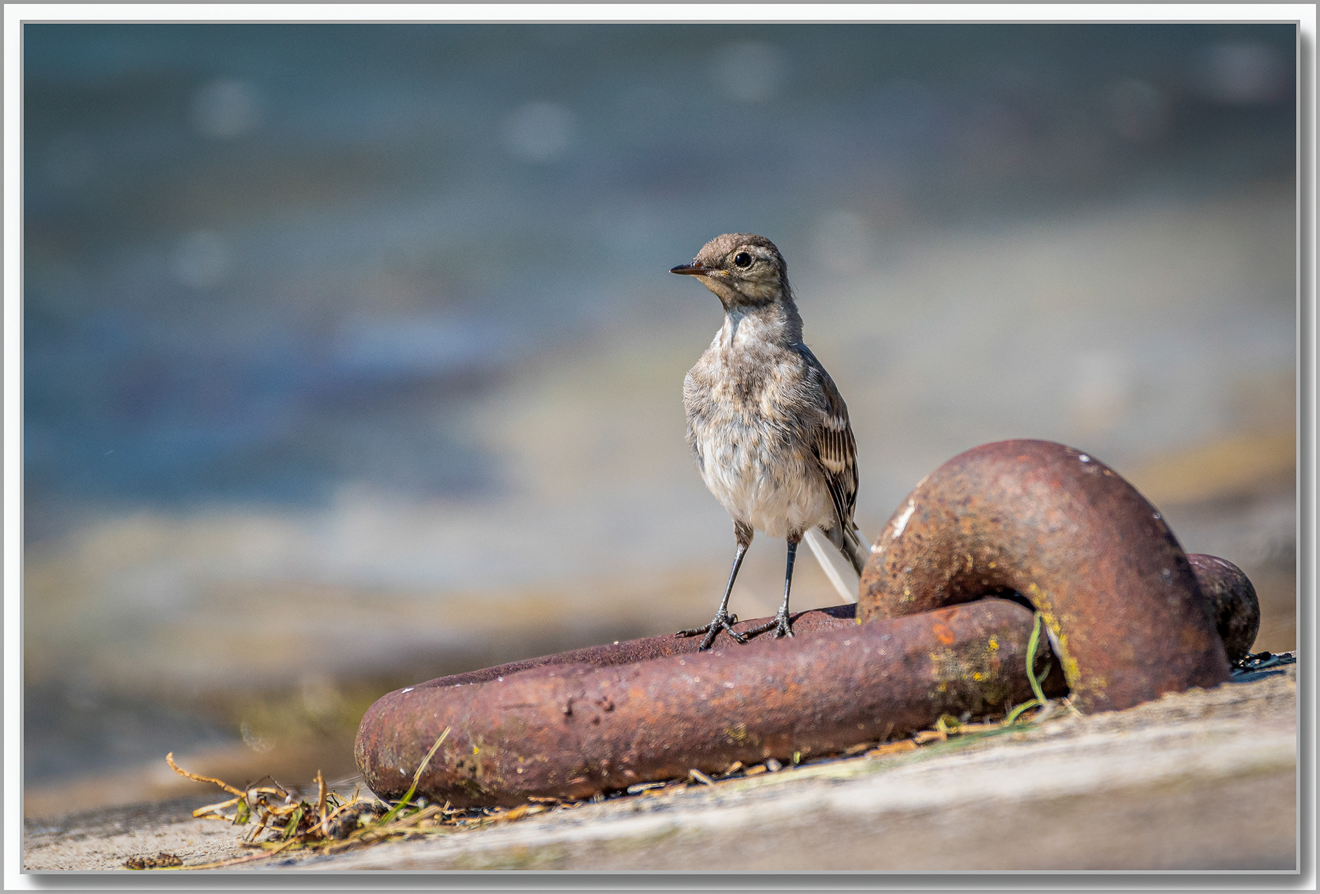 Bergeronnette grise - Motacilla alba