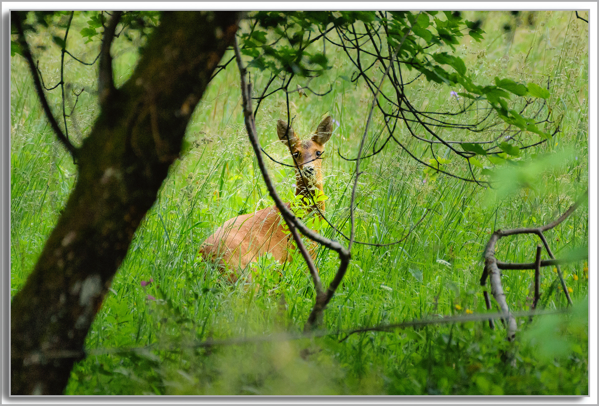 Chevreuil - Capreolus capreolus