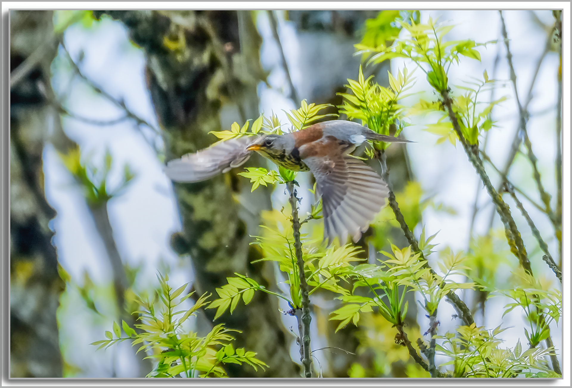 Grive litorne - Turdus pilaris