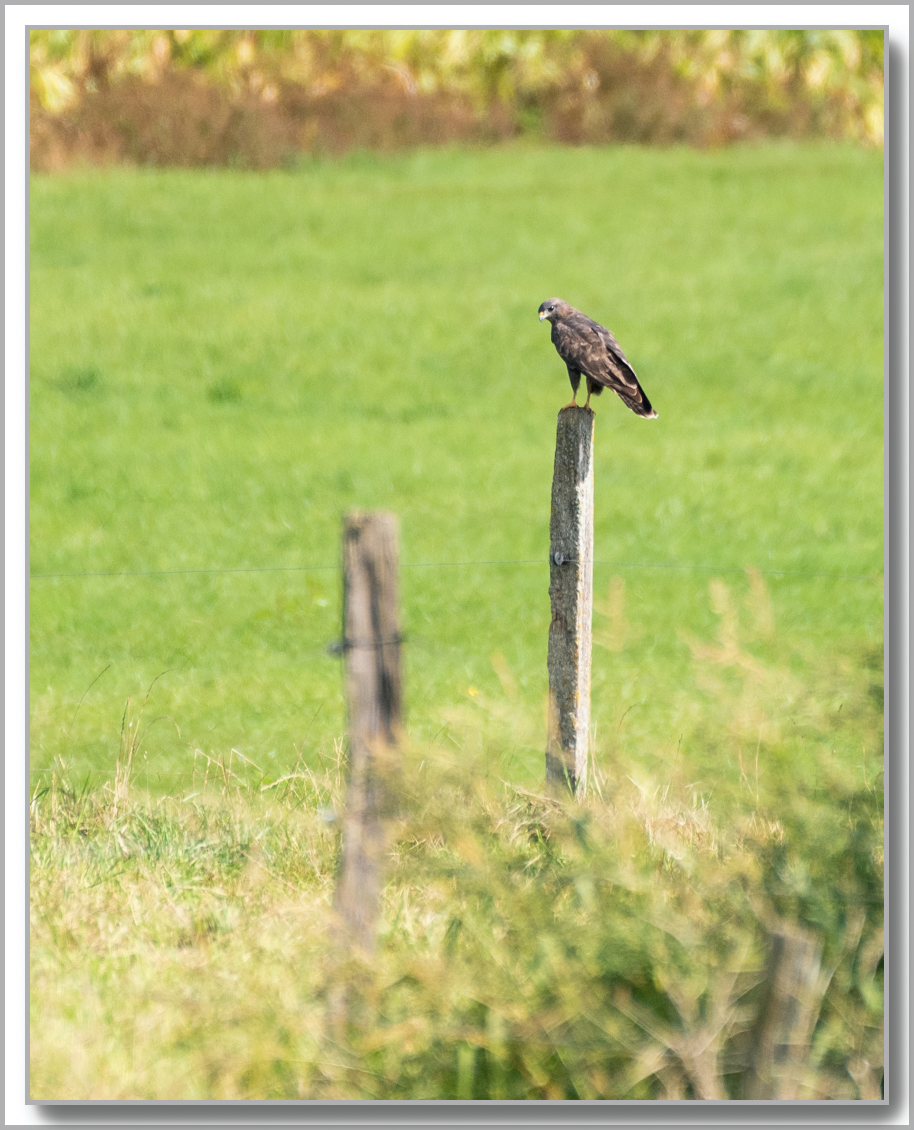 Buse variable - Buteo Buteo