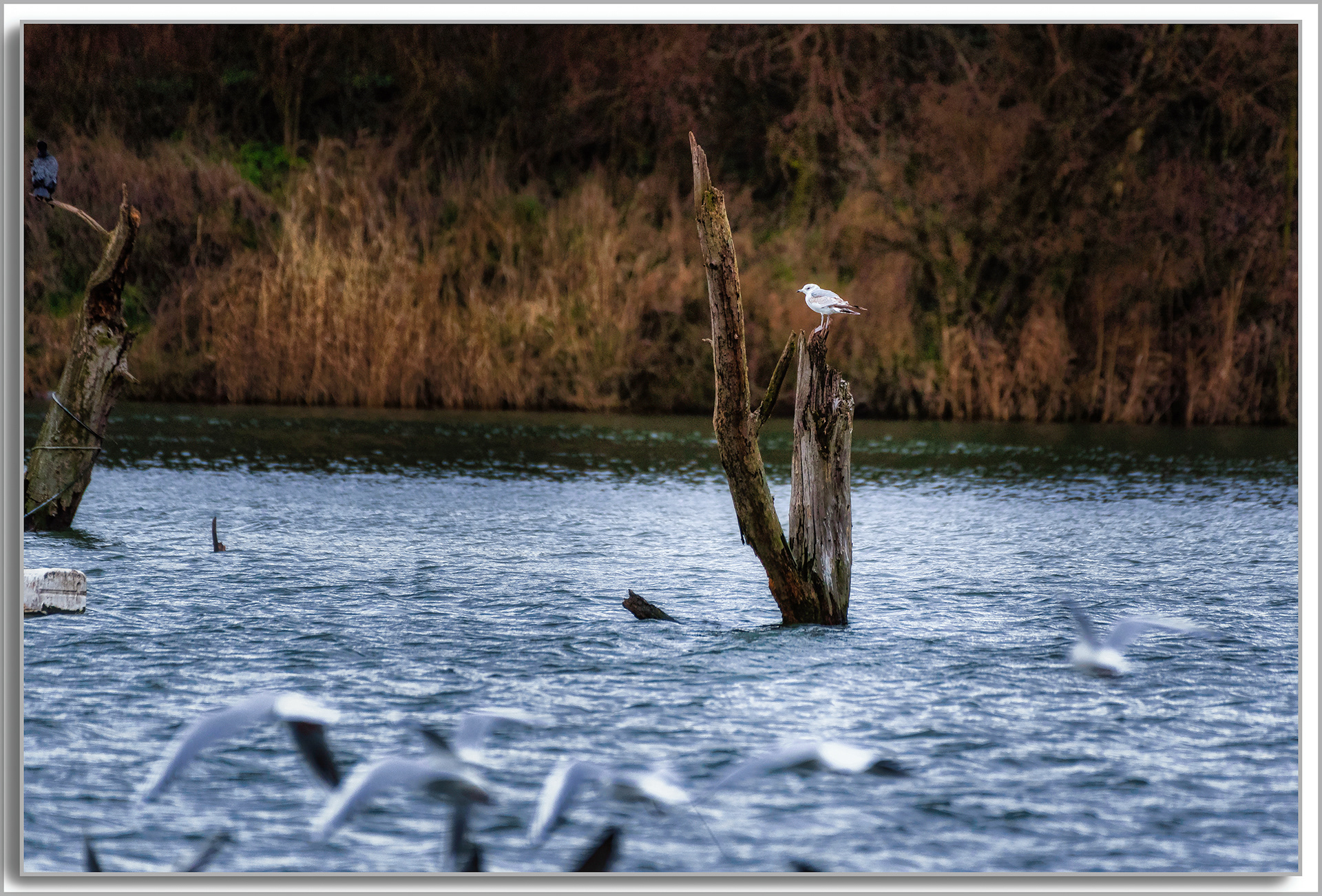 Mouette rieuse - Chroicocephalus ridibundus