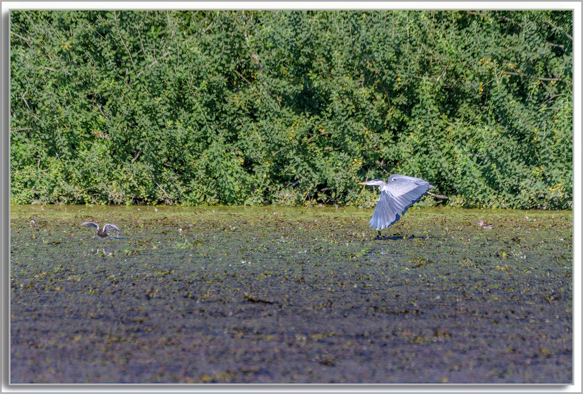 Héron cendré - Ardea Cinerea