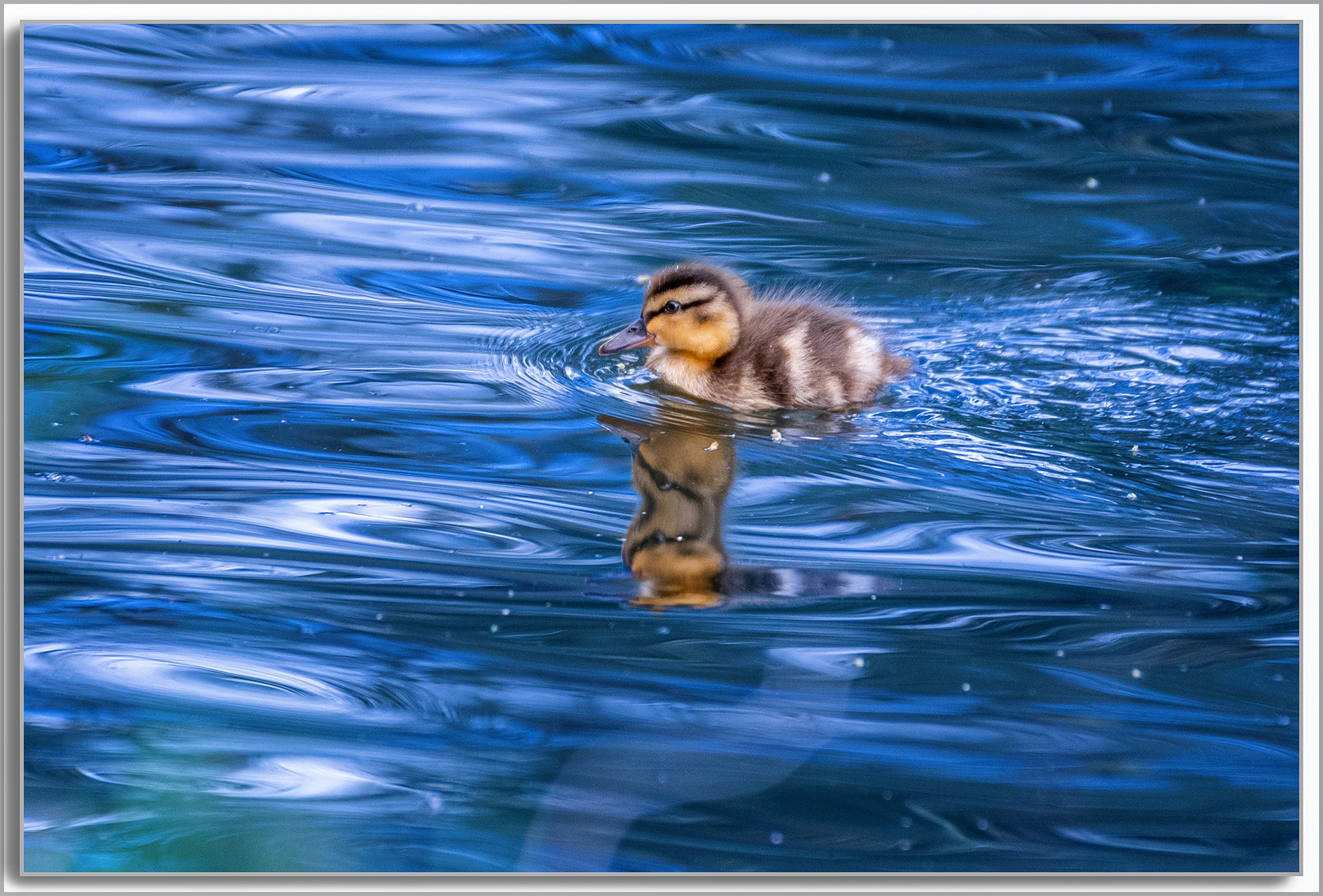 Canard Colvert - Anas platyrhynchos