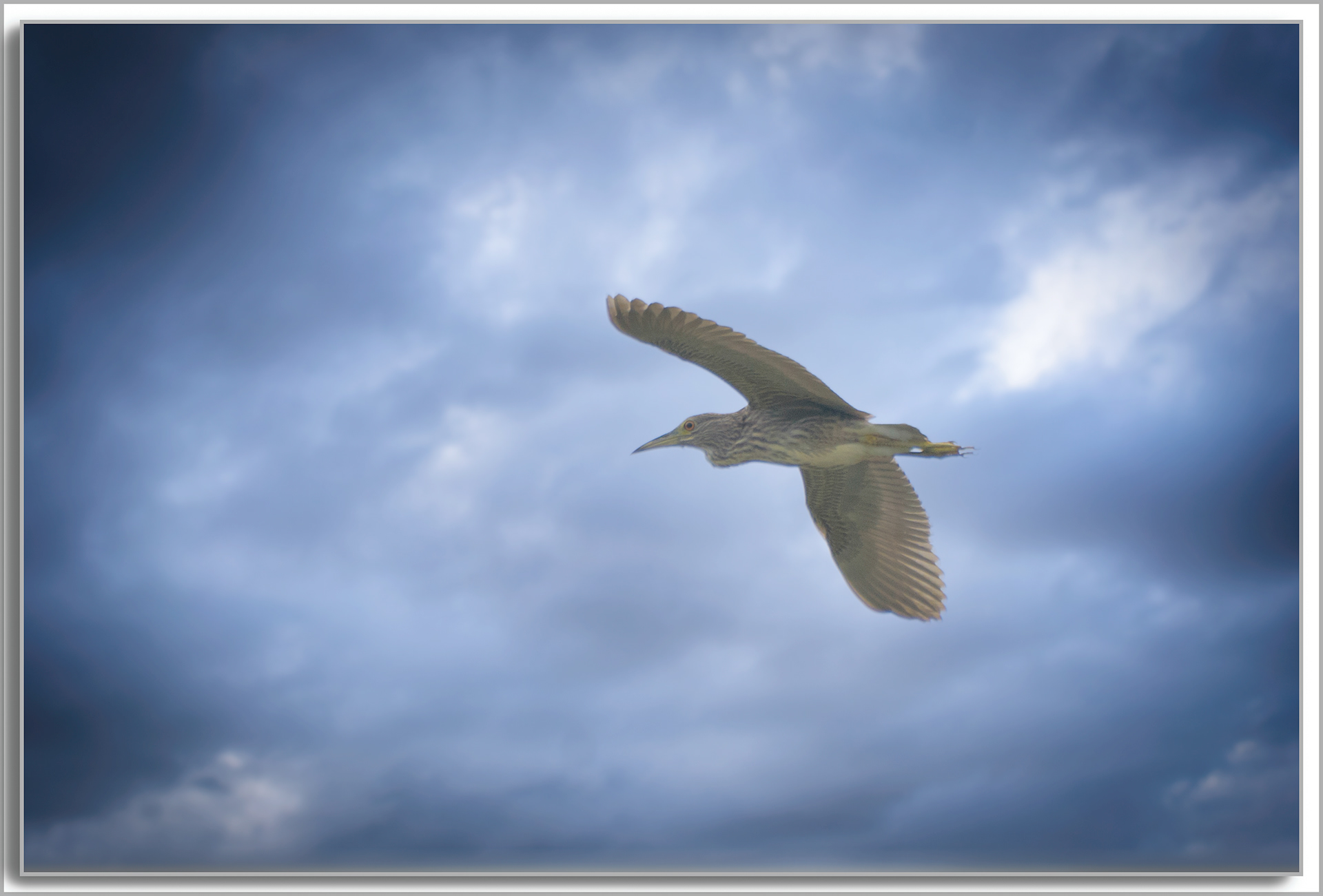 Bihoreau gris - Nycticorax nycticorax