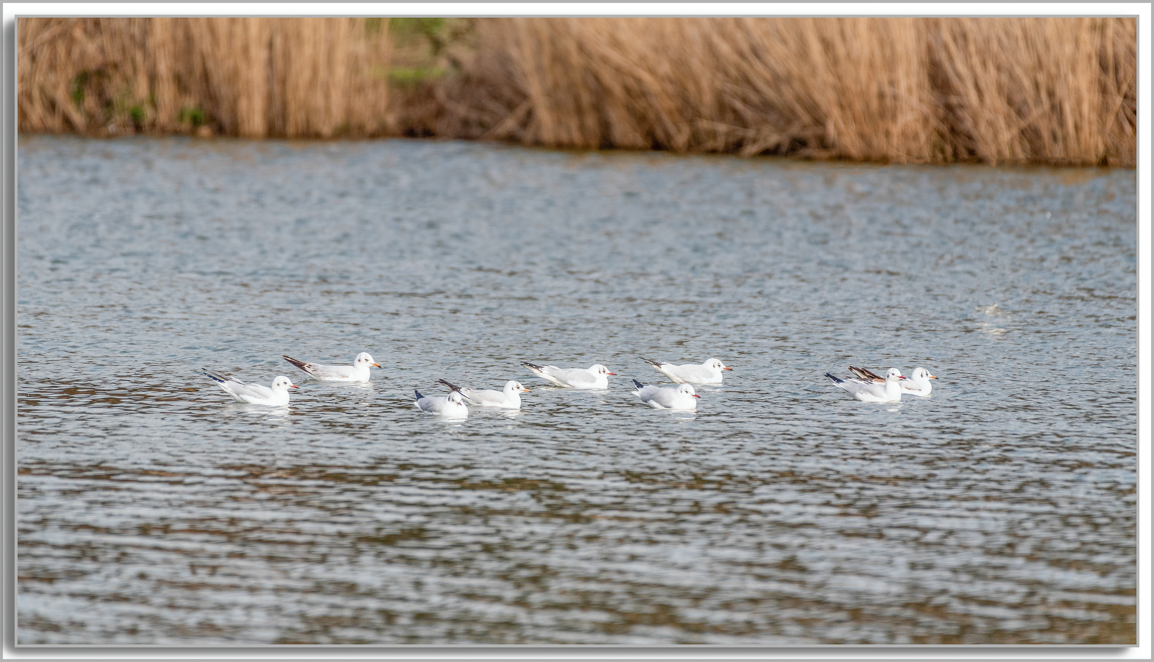 Mouette rieuse - Chroicocephalus ridibundus