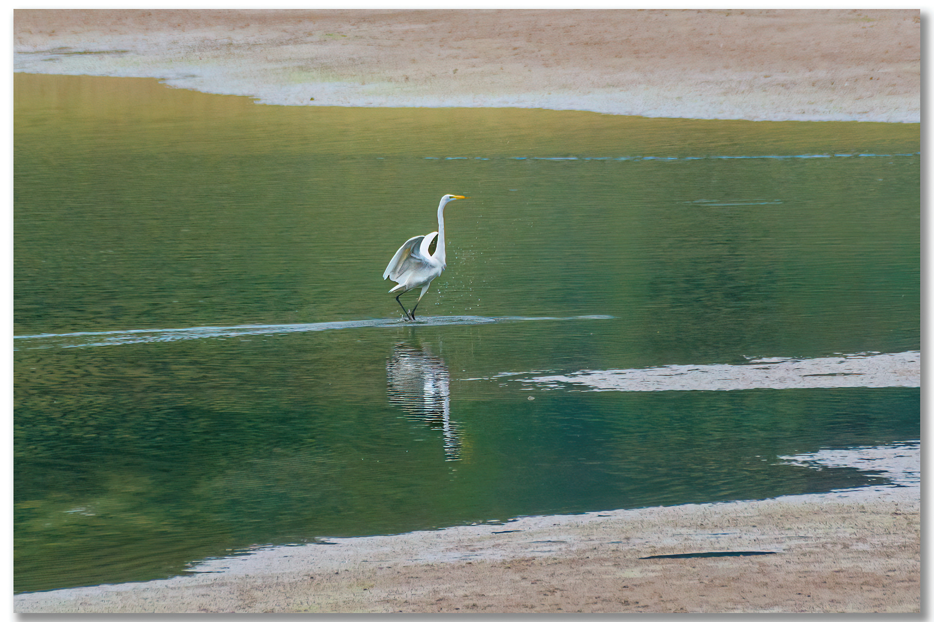Grande Aigrette - Ardea Alba