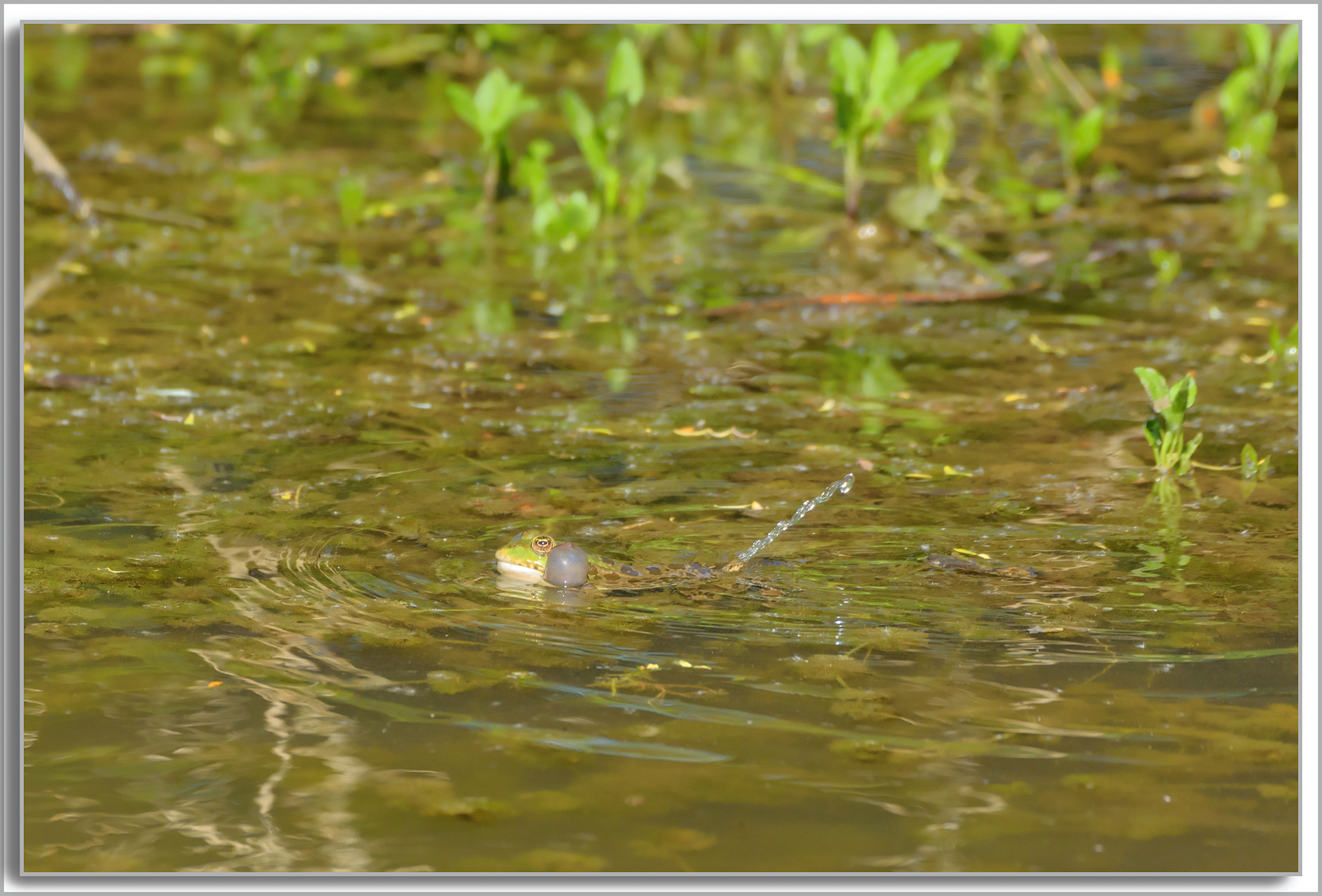Grenouille comestible - Pelophylax kl. esculentus