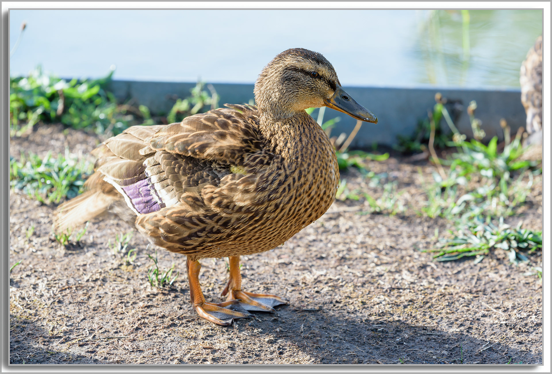 Canard Colvert - Anas platyrhynchos