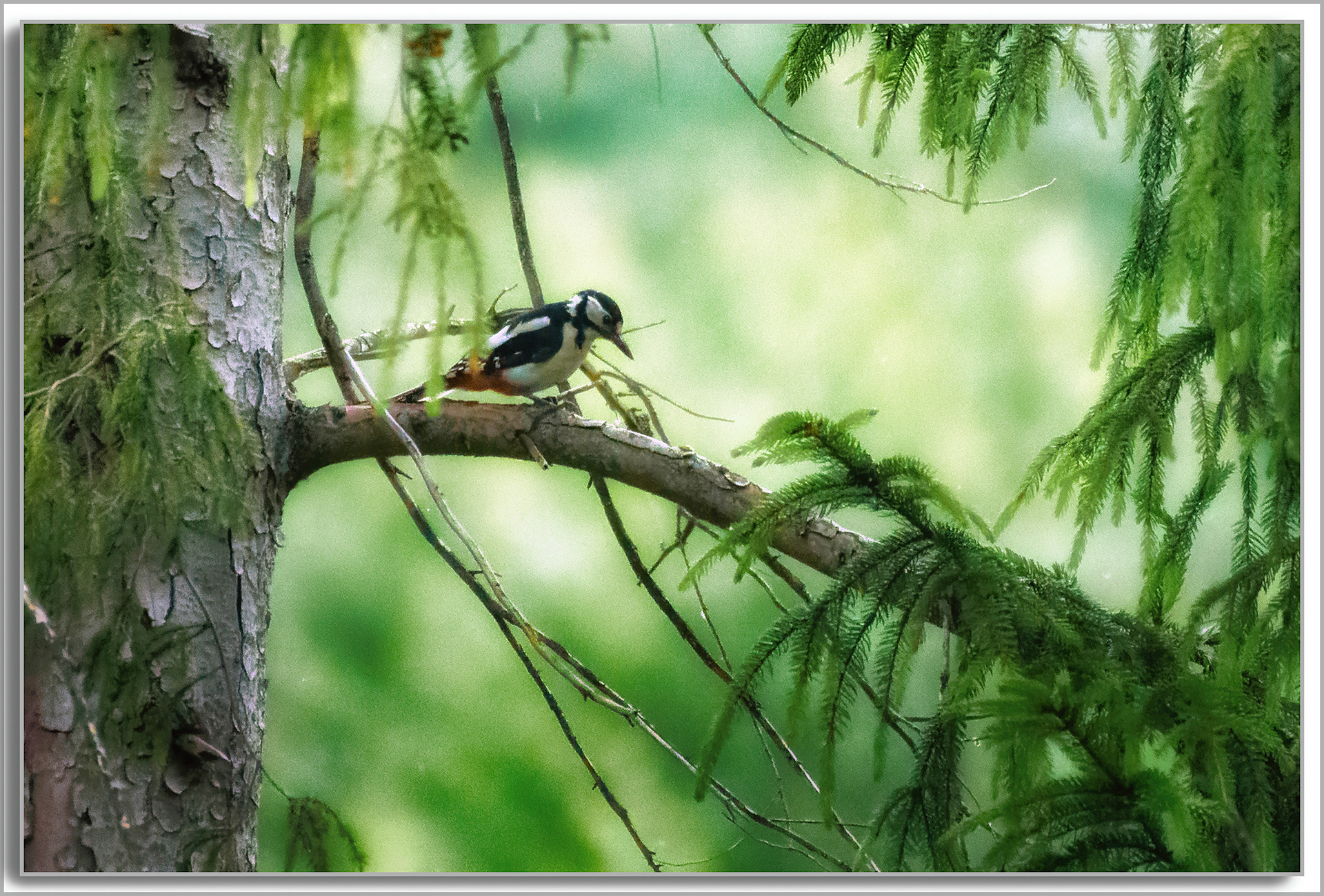 Pic épeiche - Dendrocopos major