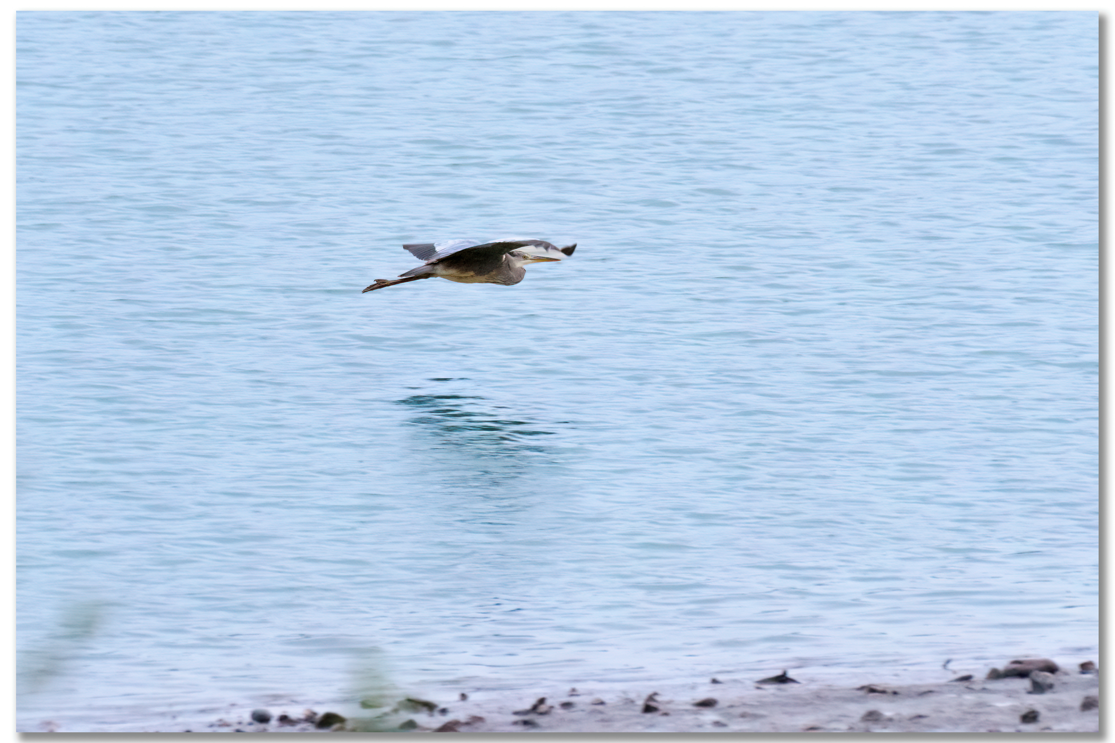 Héron cendré - Ardea Cinerea
