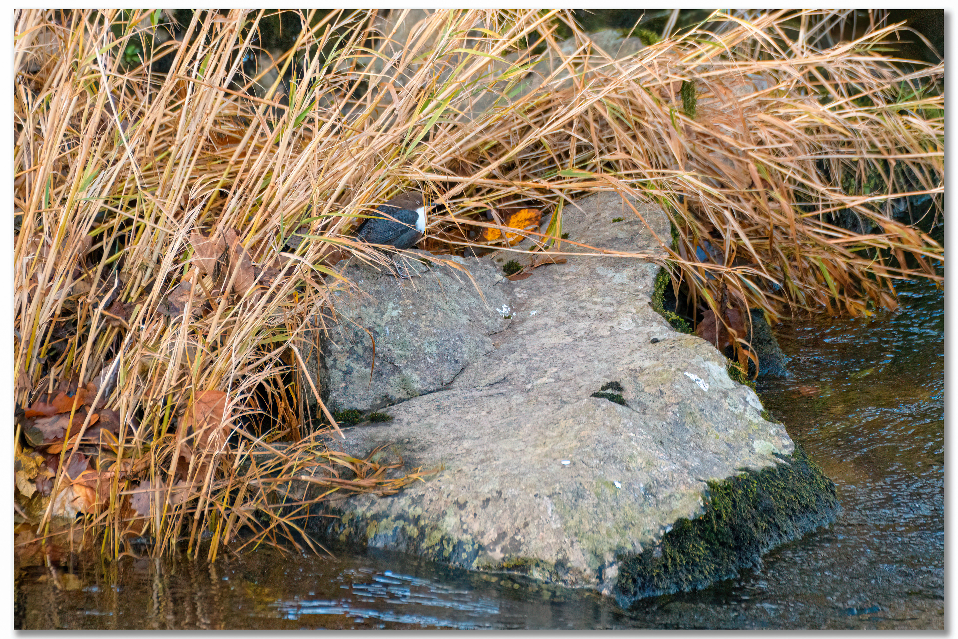 Cincle plongeur - Cinclus cinclus