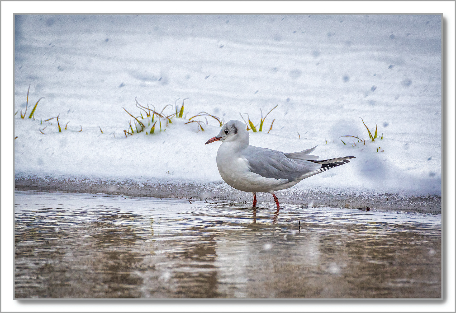 Mouette rieuse - Chroicocephalus ridibundus