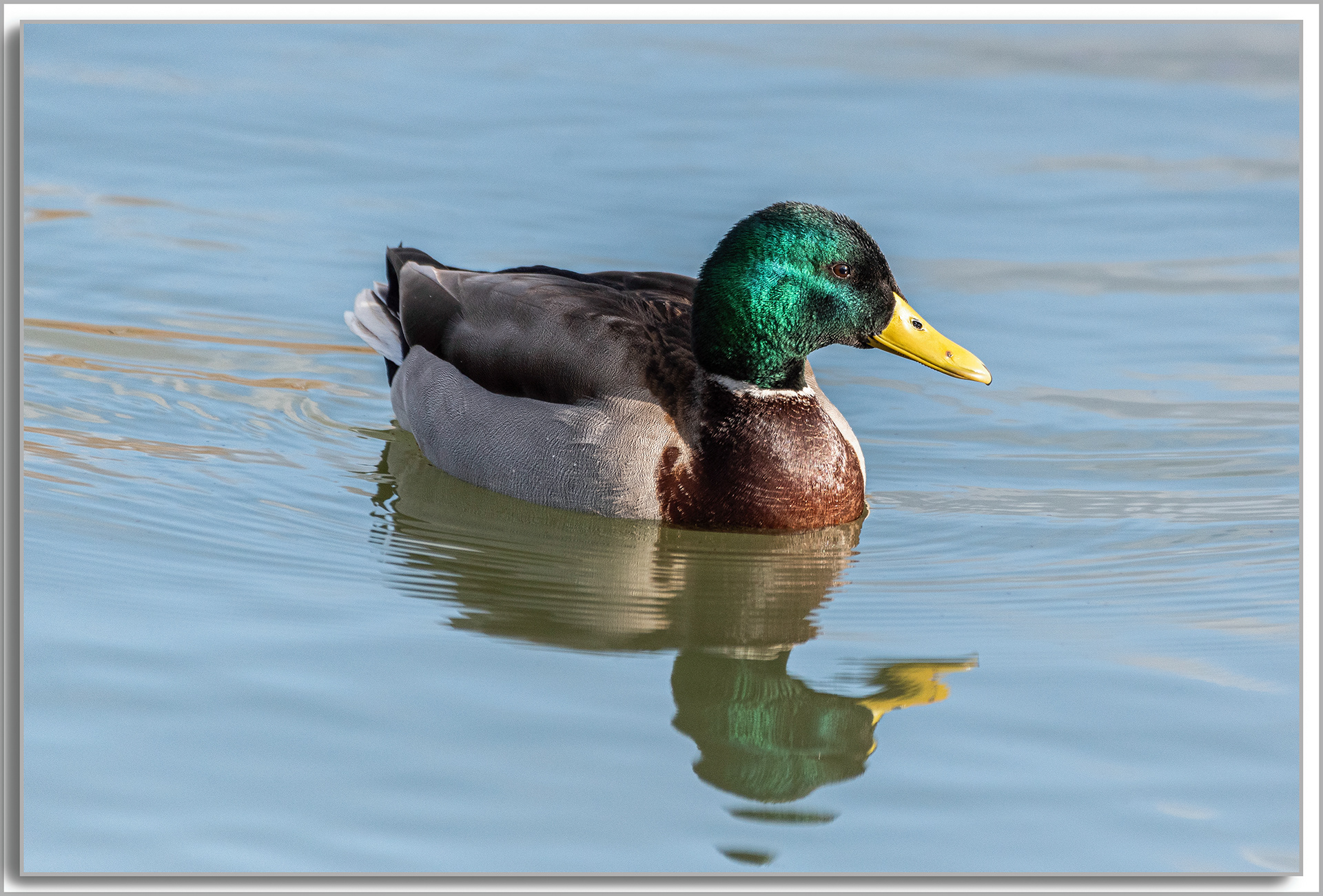 Canard Colvert - Anas platyrhynchos