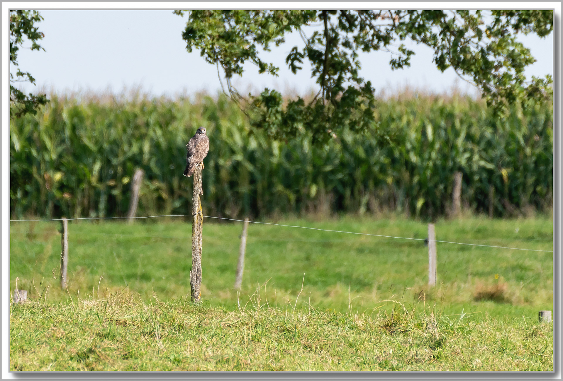 Buse variable - Buteo Buteo